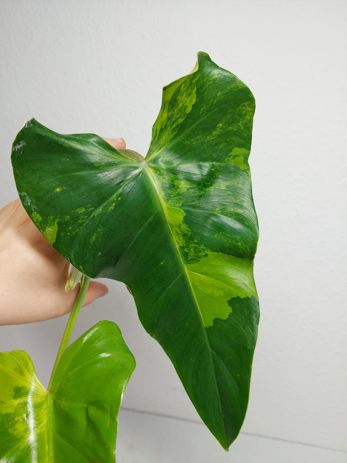 Philodendron Domesticum Variegata Steckling