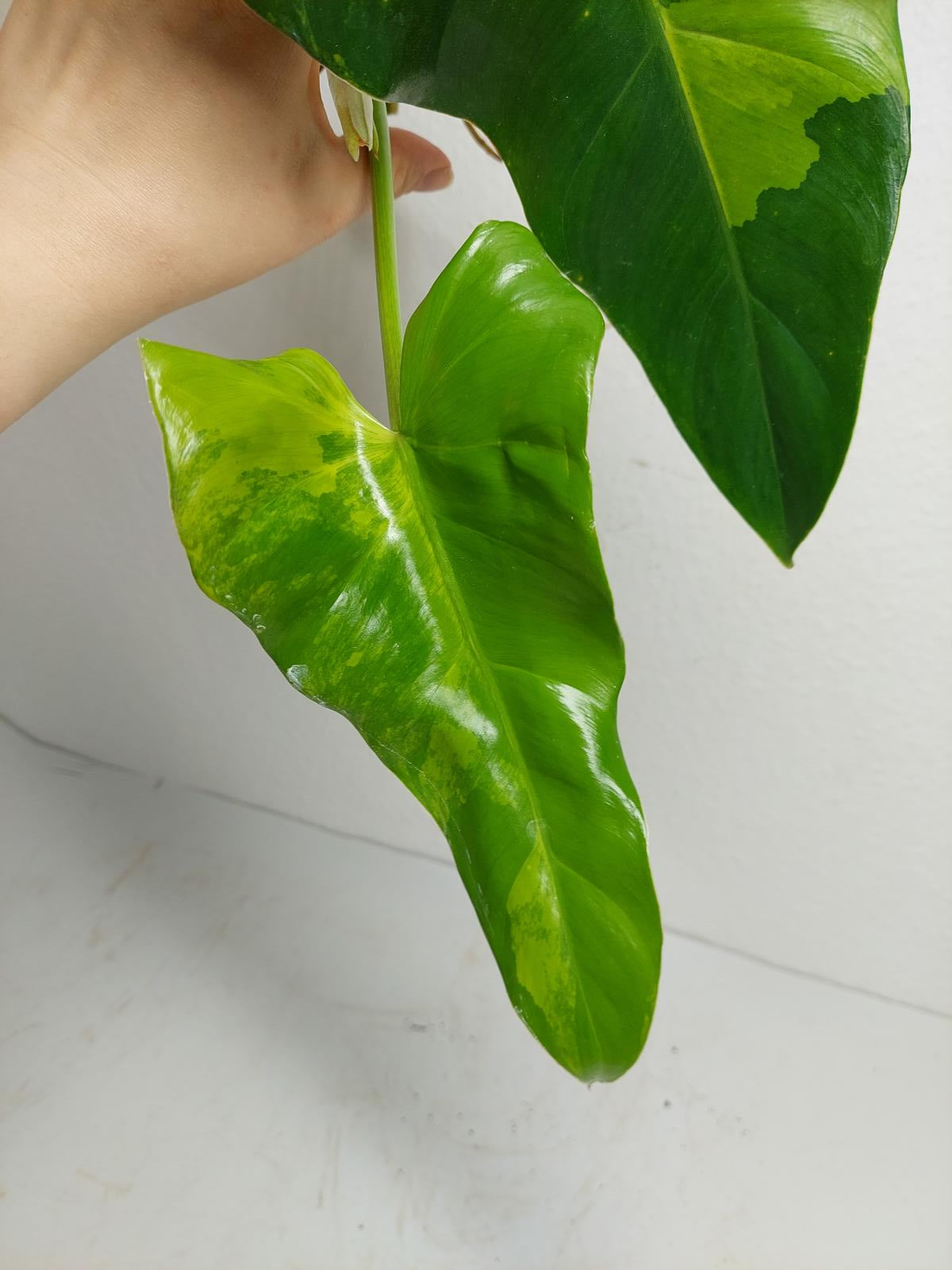 Philodendron Domesticum Variegata Steckling