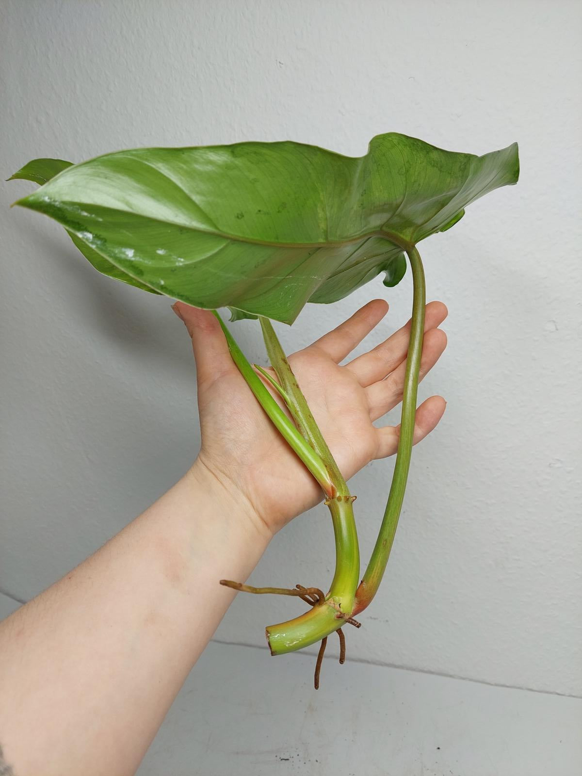 Philodendron Domesticum Variegata Steckling