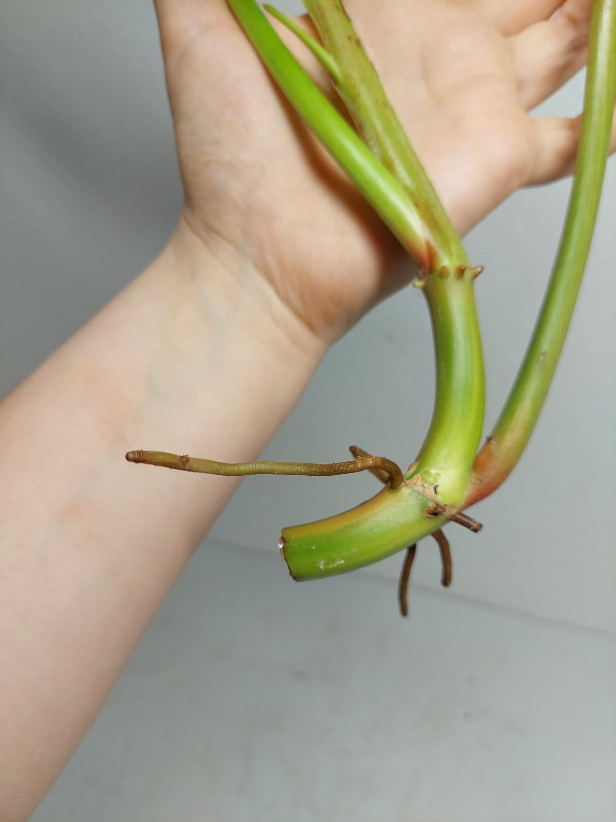 Philodendron Domesticum Variegata Steckling