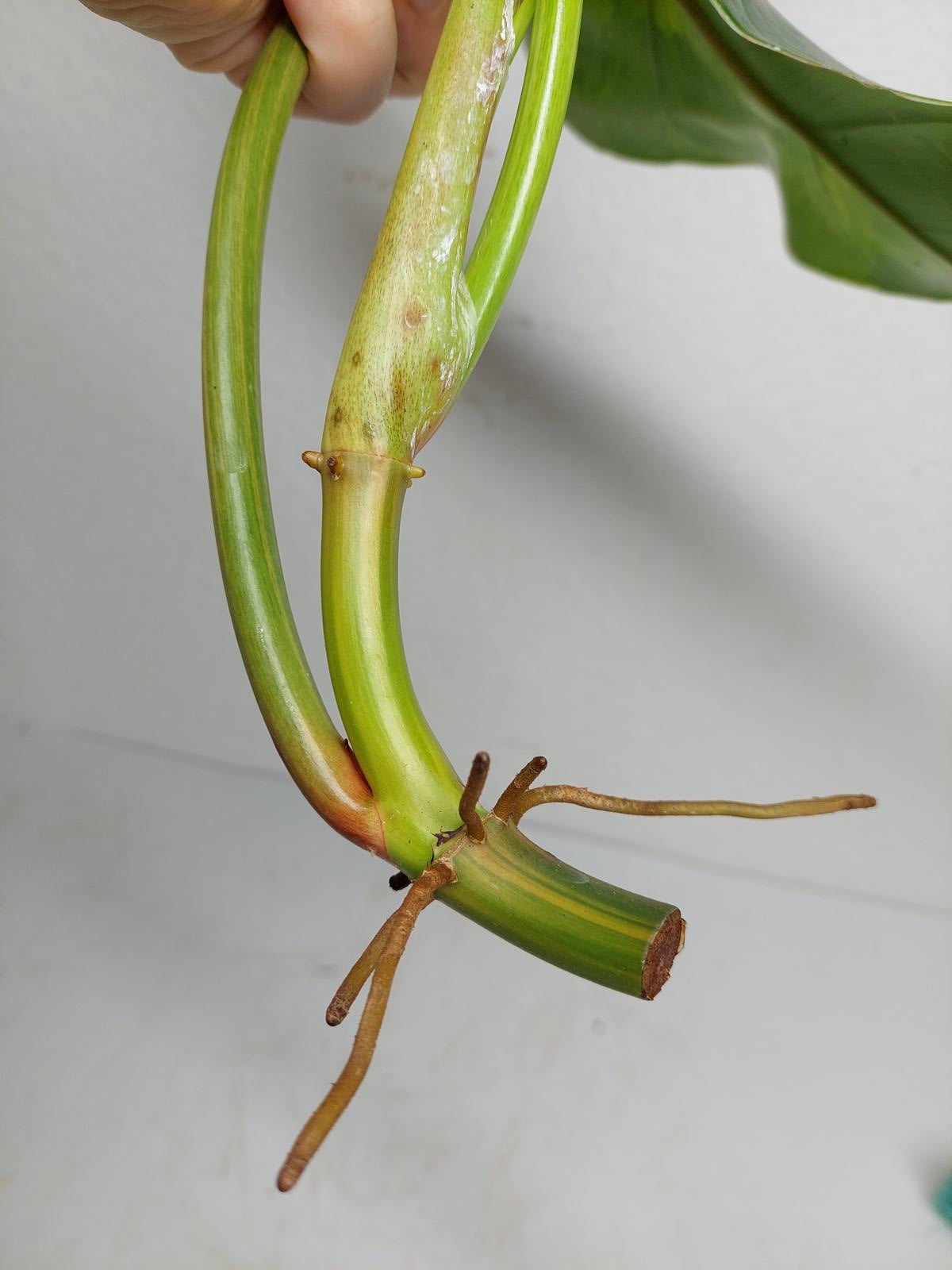 Philodendron Domesticum Variegata Steckling