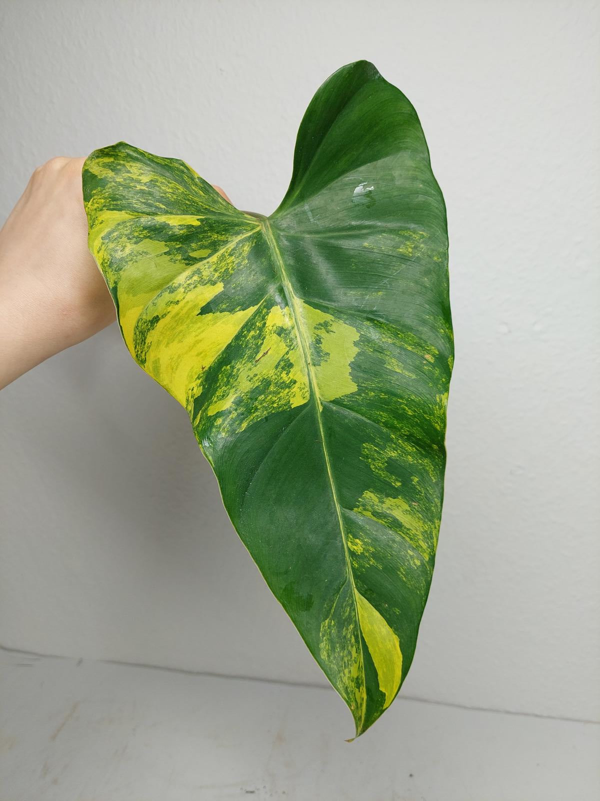 Philodendron Domesticum Variegata Steckling