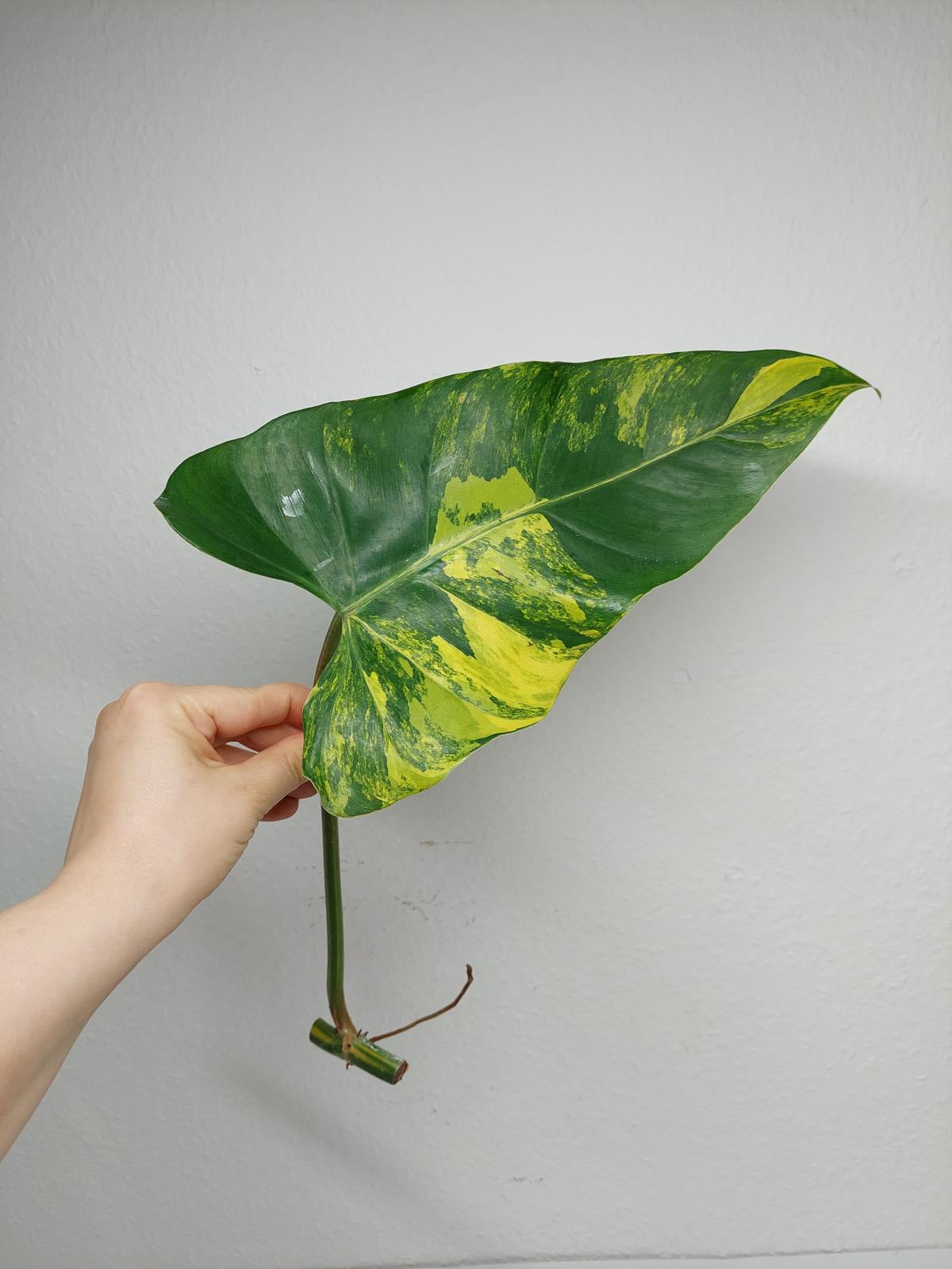 Philodendron Domesticum Variegata Steckling