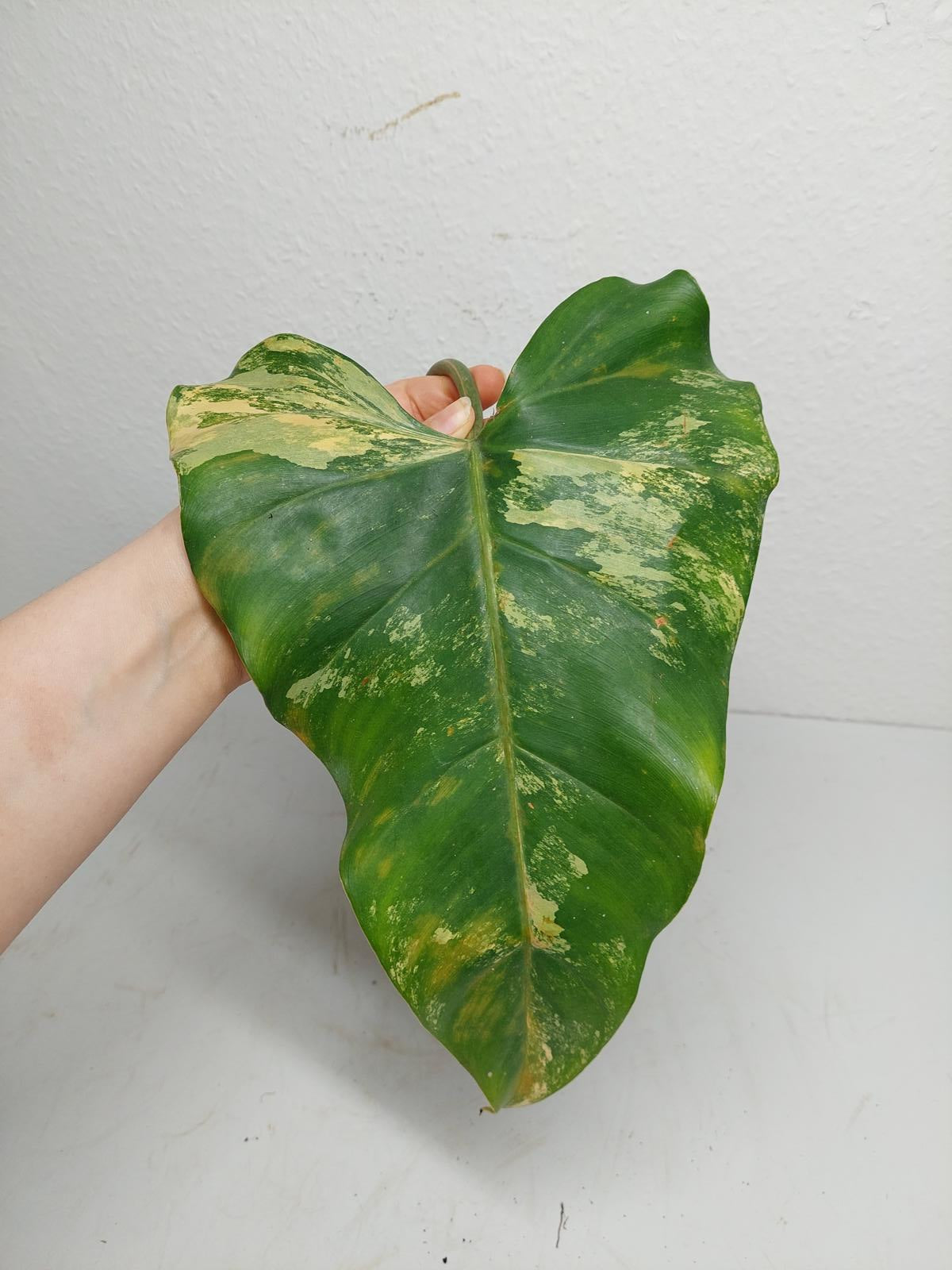 Philodendron Domesticum Variegata Steckling