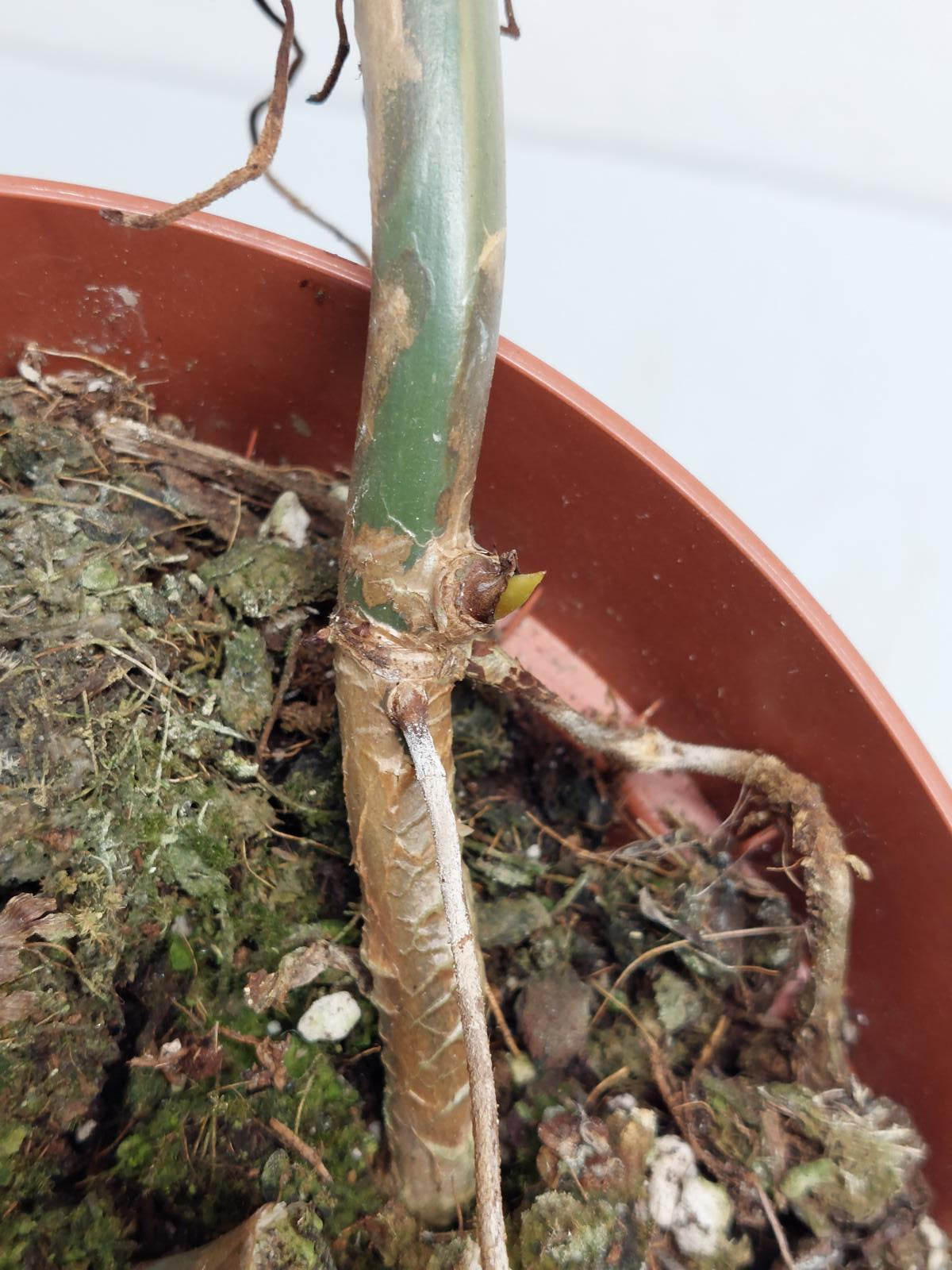 Philodendron Domesticum Variegata Steckling