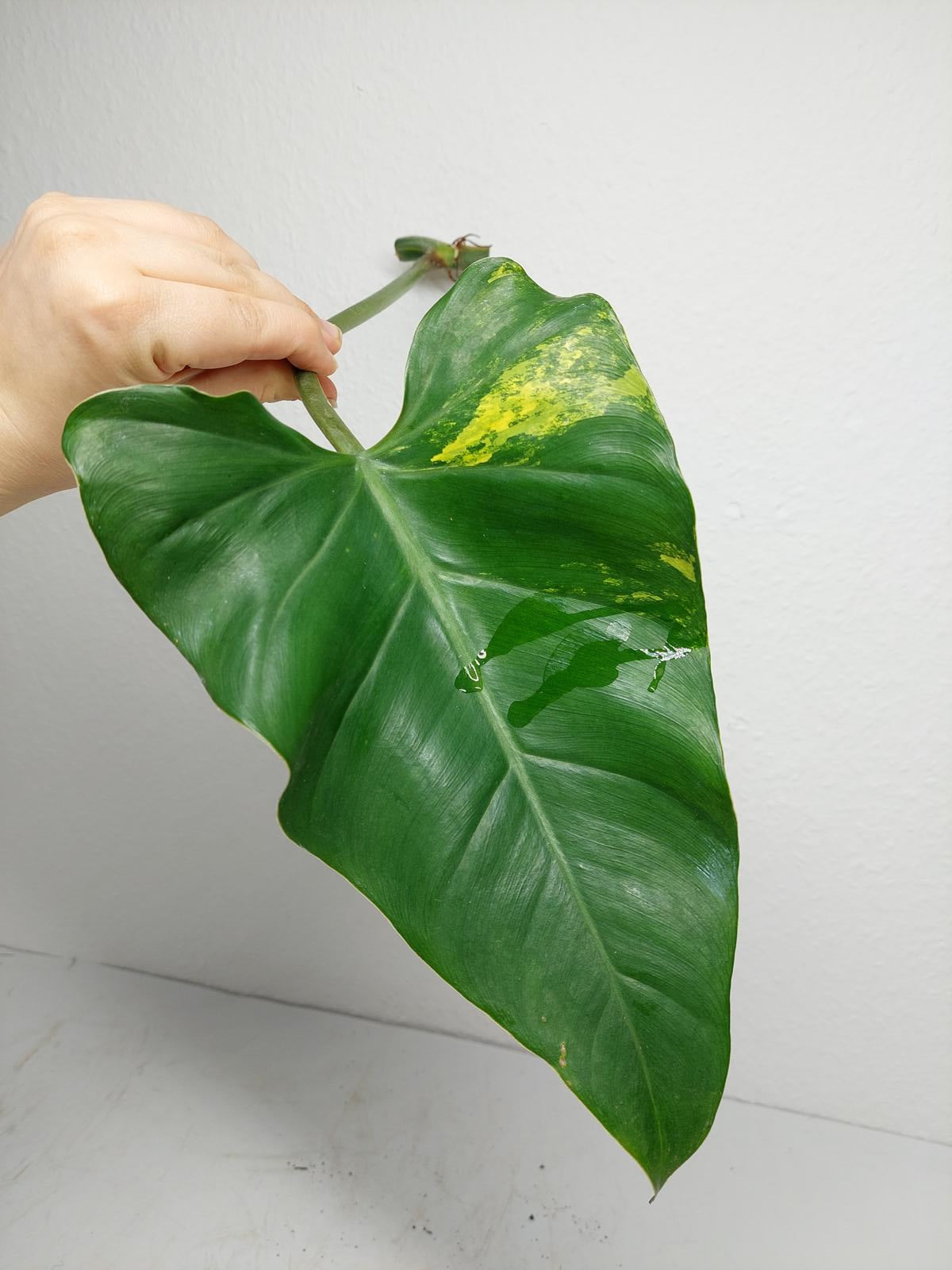 Philodendron Domesticum Variegata Steckling