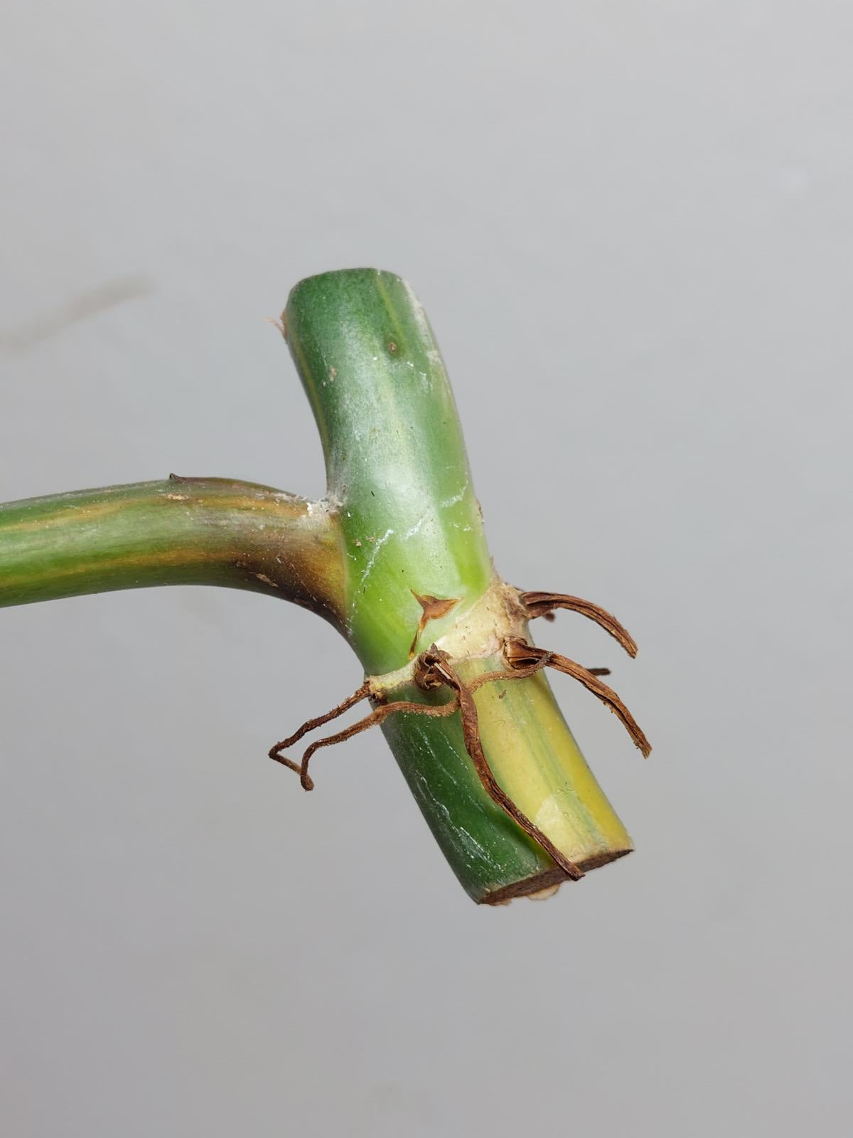 Philodendron Domesticum Variegata Steckling