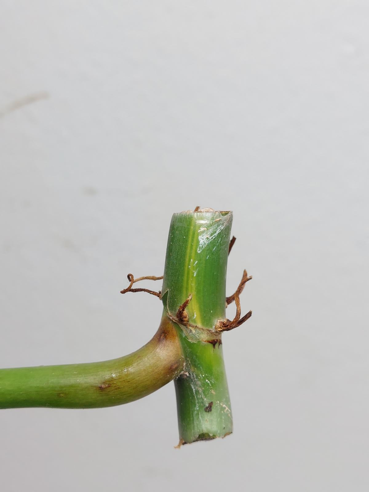 Philodendron Domesticum Variegata Steckling