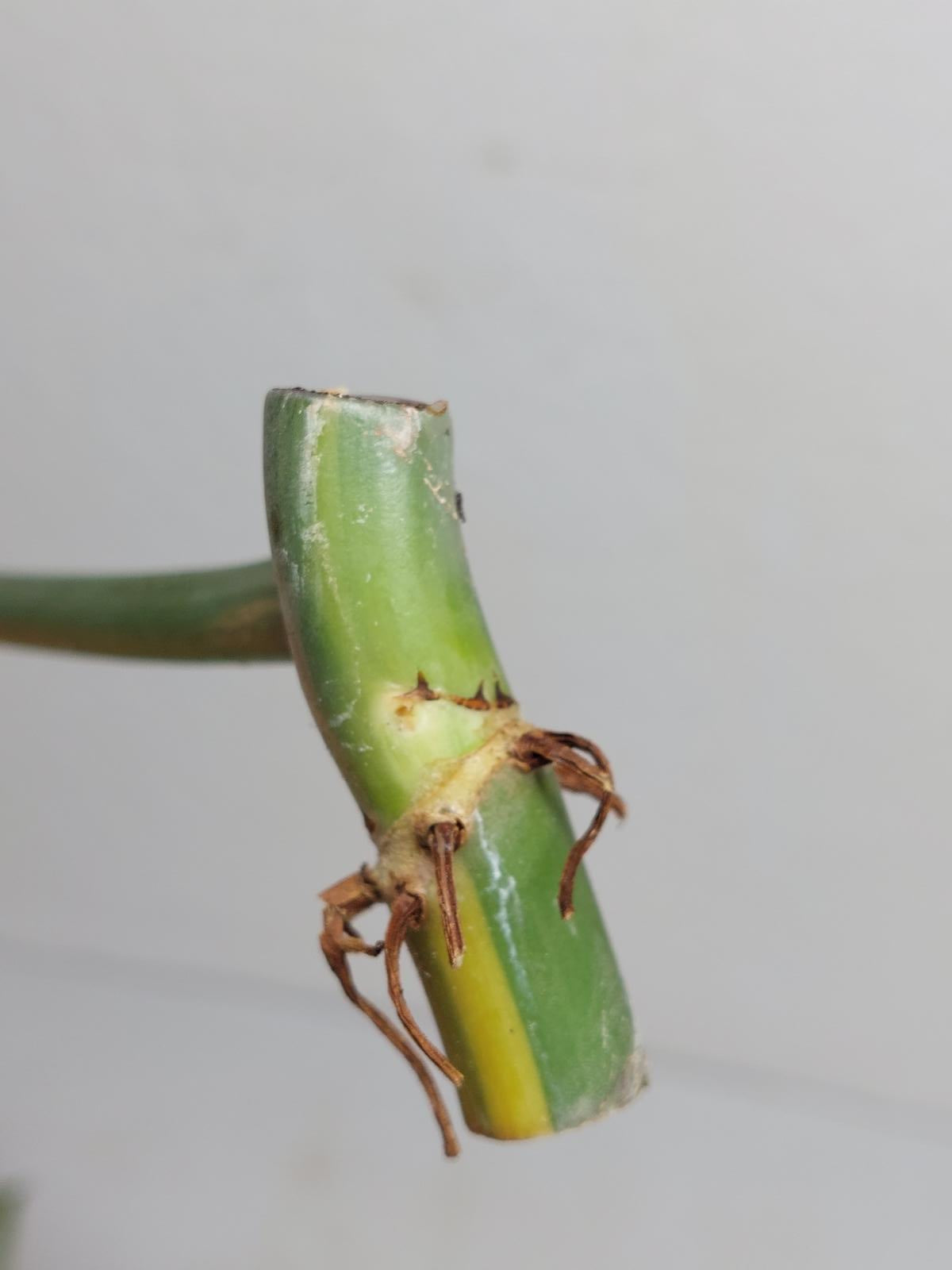 Philodendron Domesticum Variegata Steckling