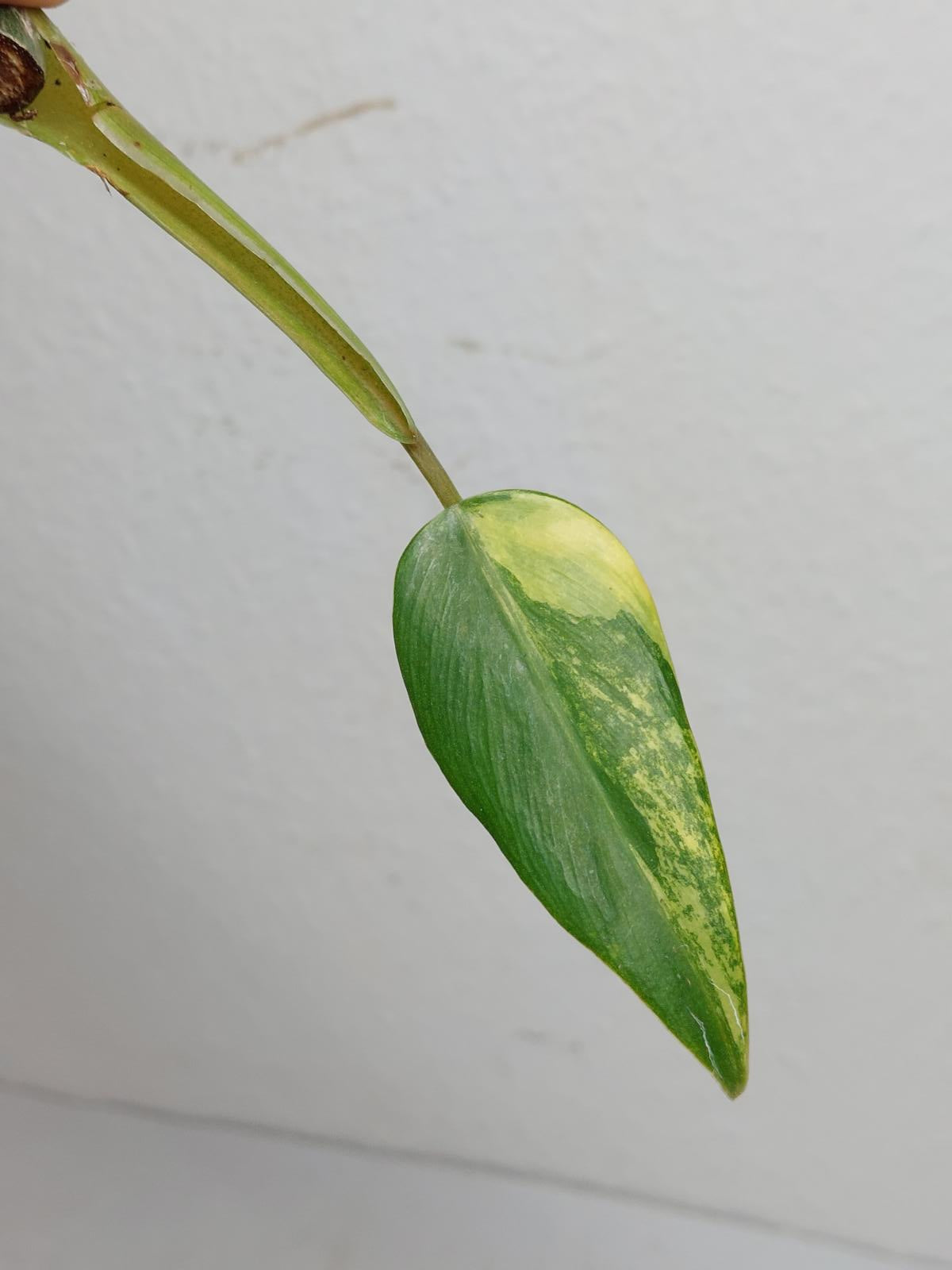 Philodendron Domesticum Variegata Steckling