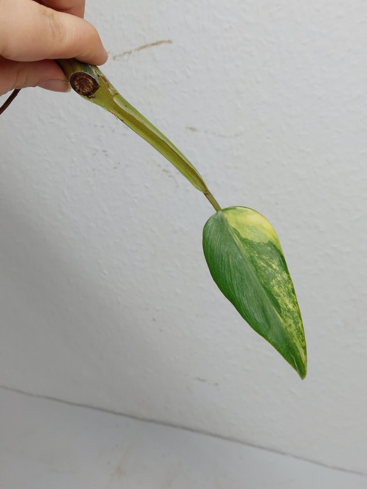 Philodendron Domesticum Variegata Steckling