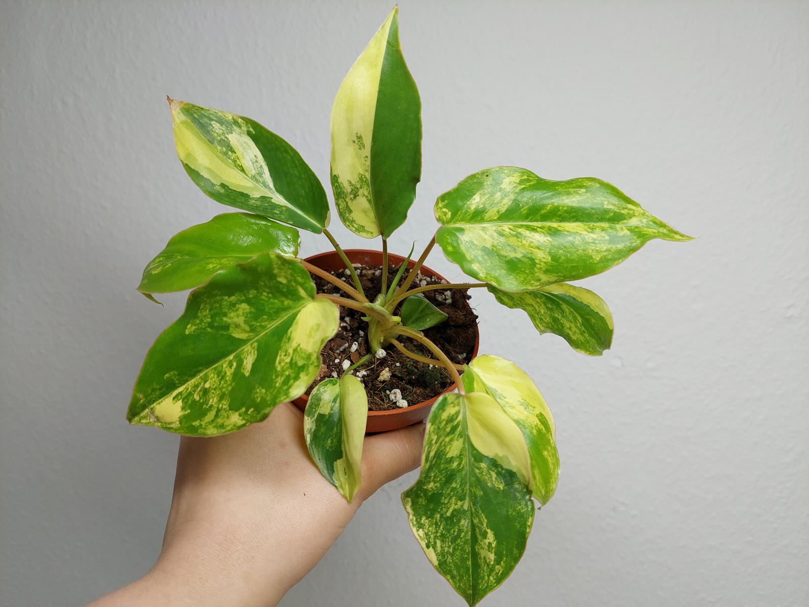 Philodendron Burle Marx Variegata