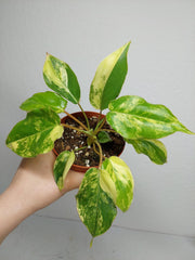 Philodendron Burle Marx Variegata