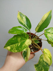 Philodendron Burle Marx Variegata