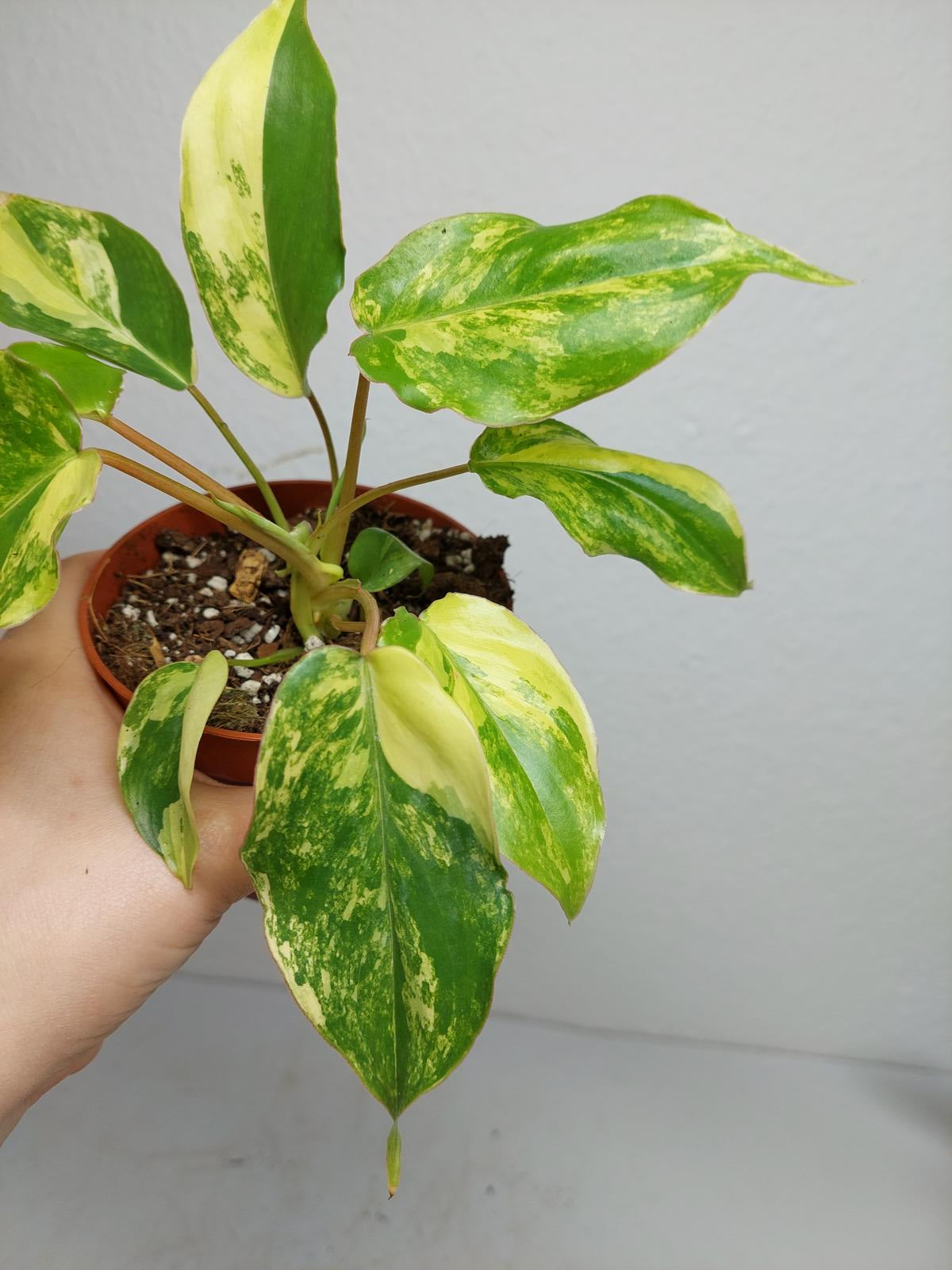 Philodendron Burle Marx Variegata