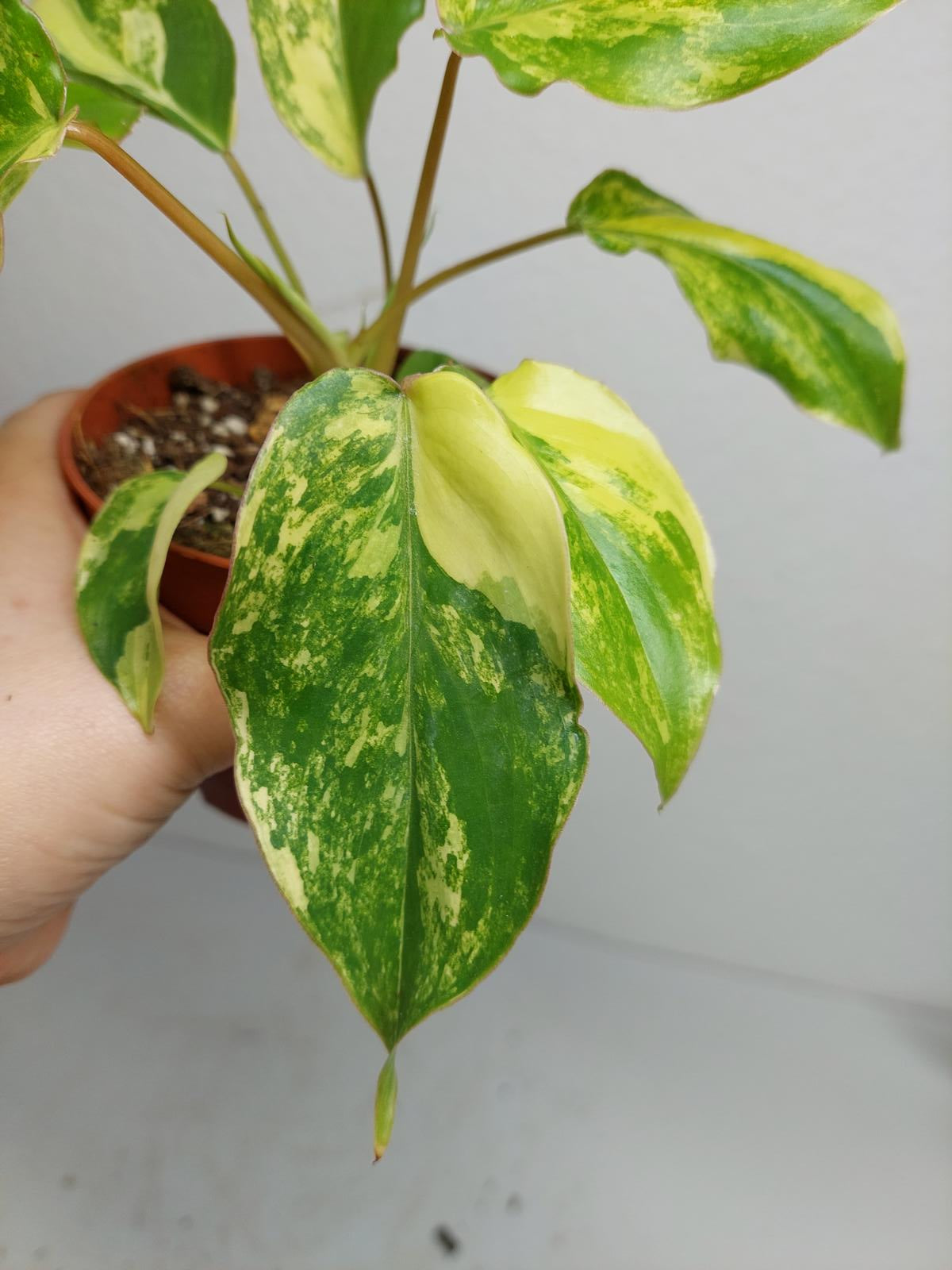 Philodendron Burle Marx Variegata