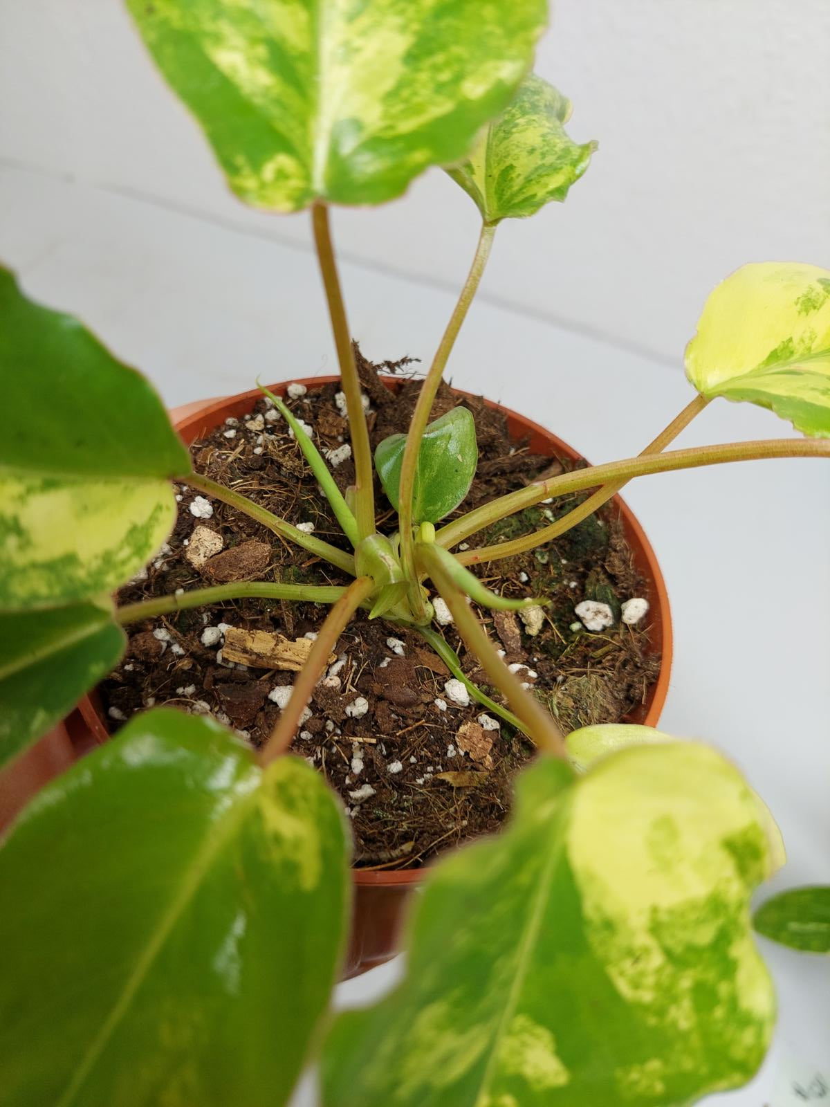 Philodendron Burle Marx Variegata