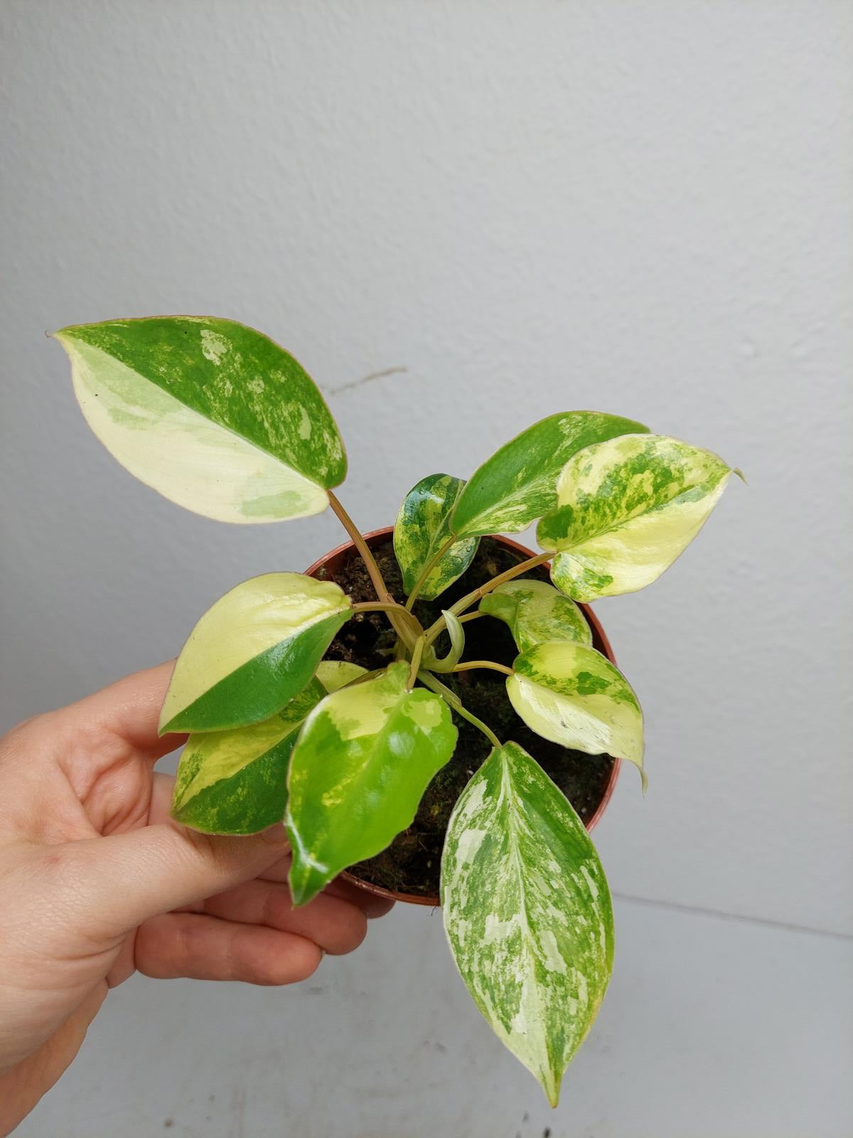 Philodendron Burle Marx Variegata