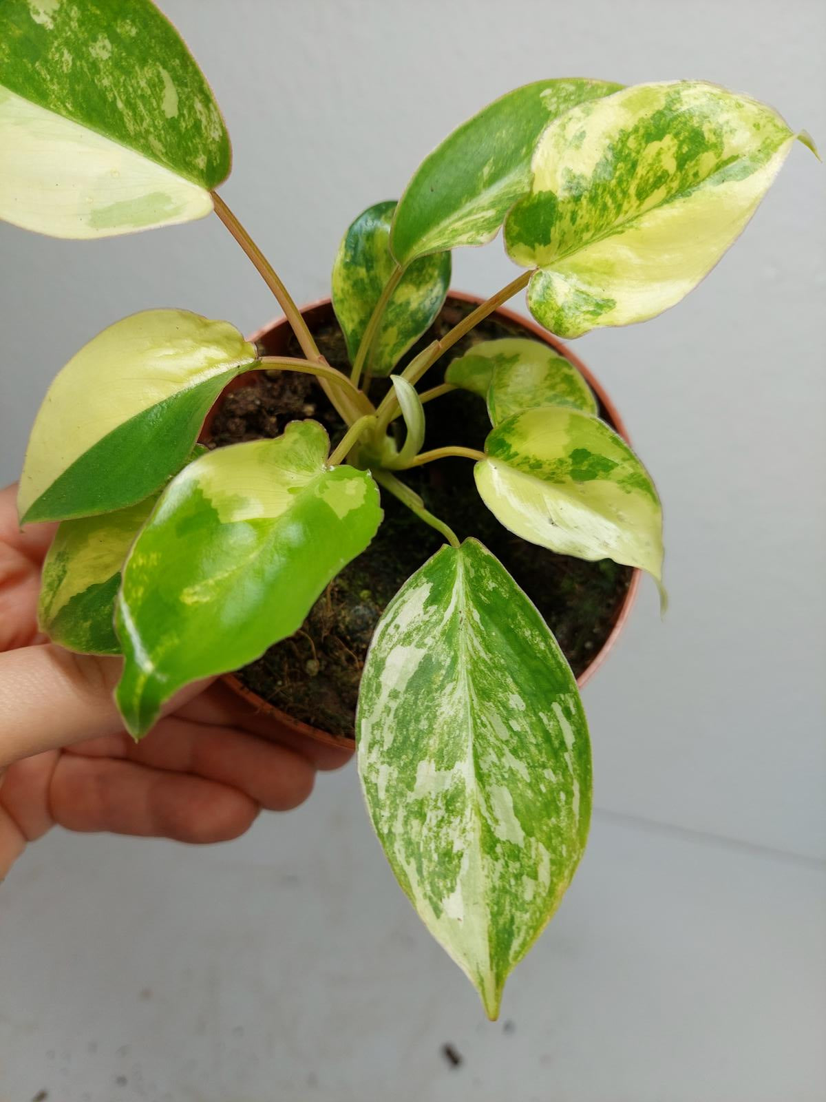 Philodendron Burle Marx Variegata