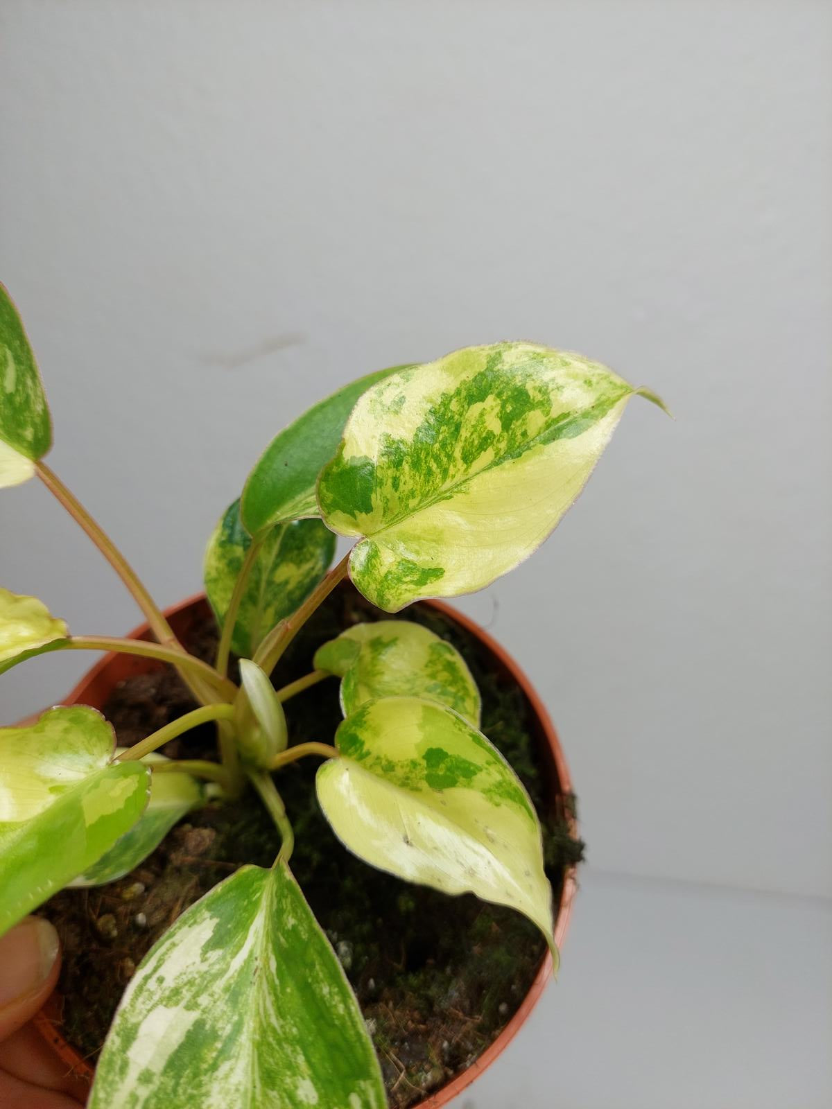 Philodendron Burle Marx Variegata