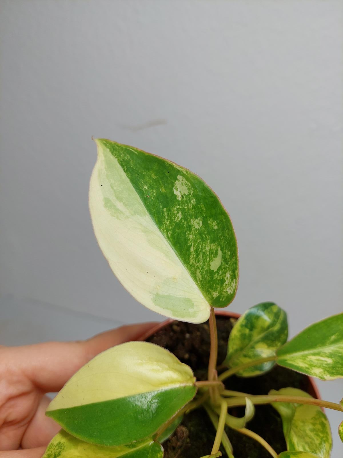 Philodendron Burle Marx Variegata