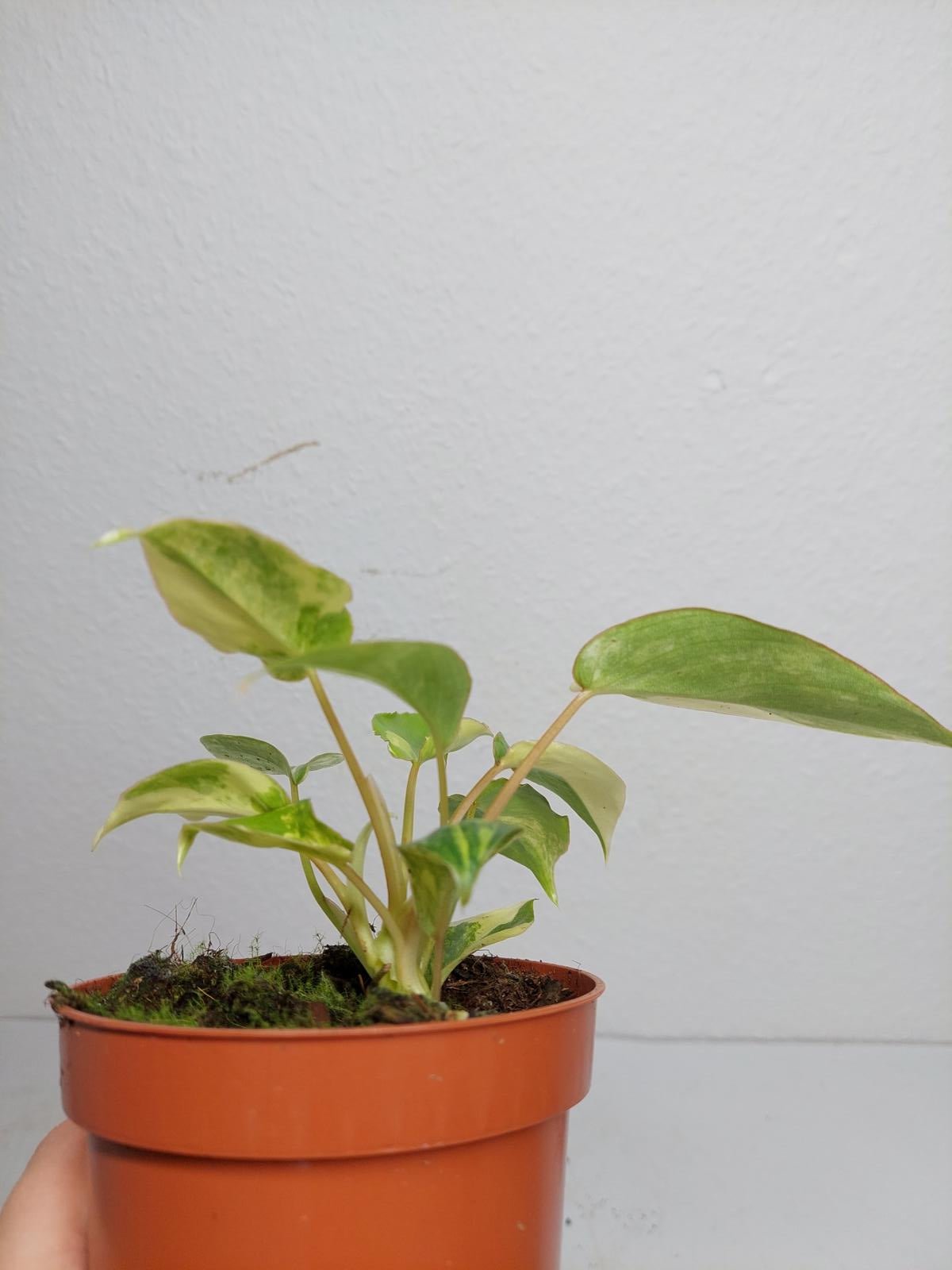 Philodendron Burle Marx Variegata