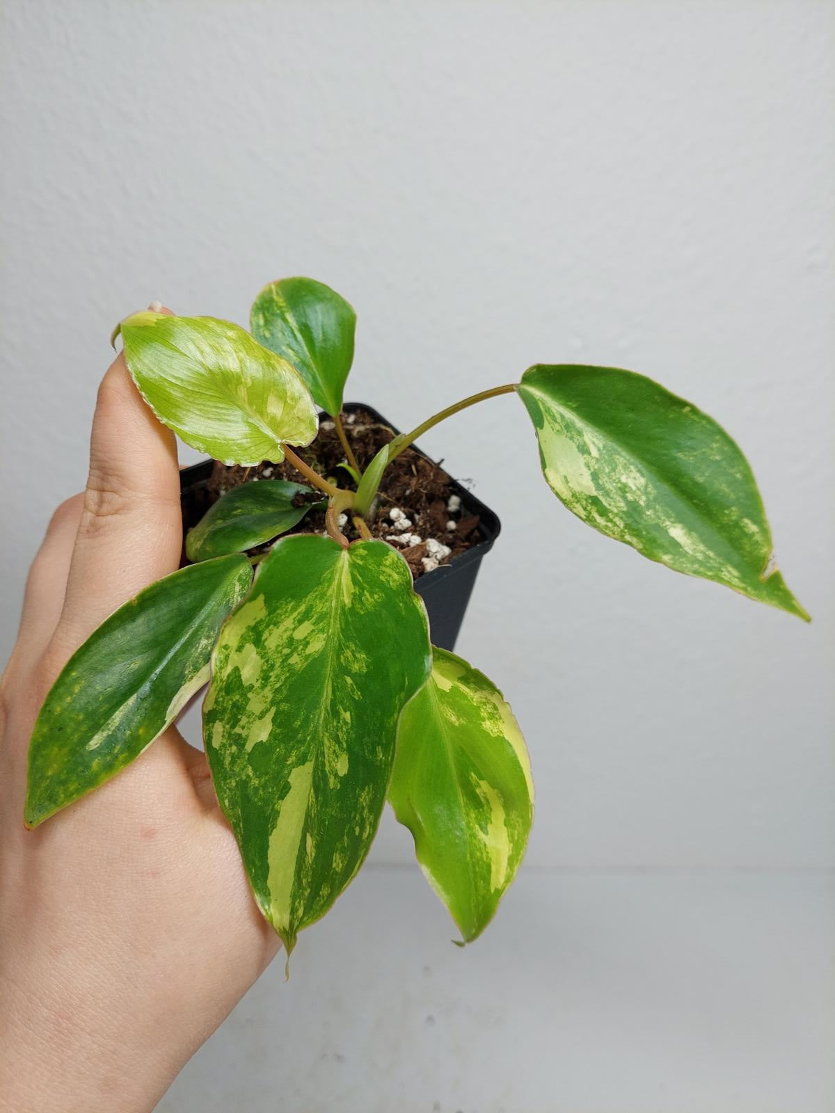 Philodendron Burle Marx Variegata