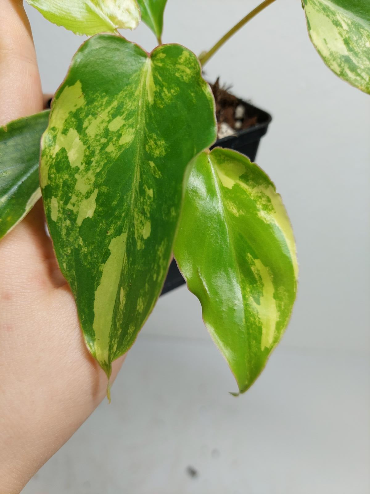 Philodendron Burle Marx Variegata