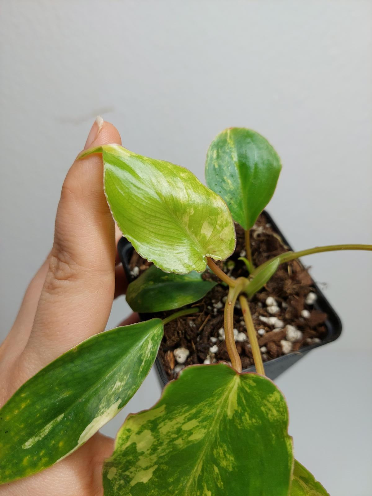 Philodendron Burle Marx Variegata