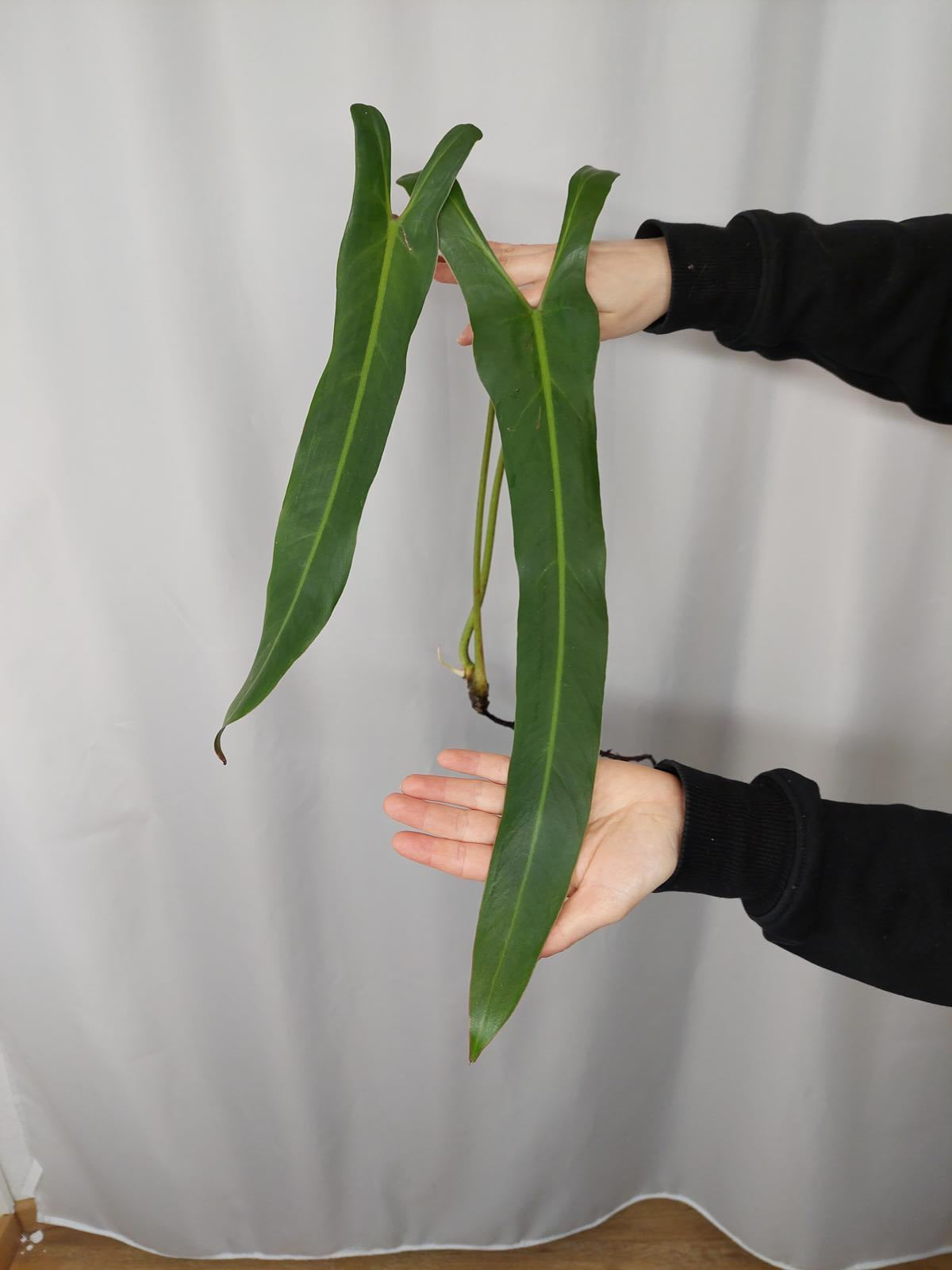 Philodendron Spiritus Sancti Steckling