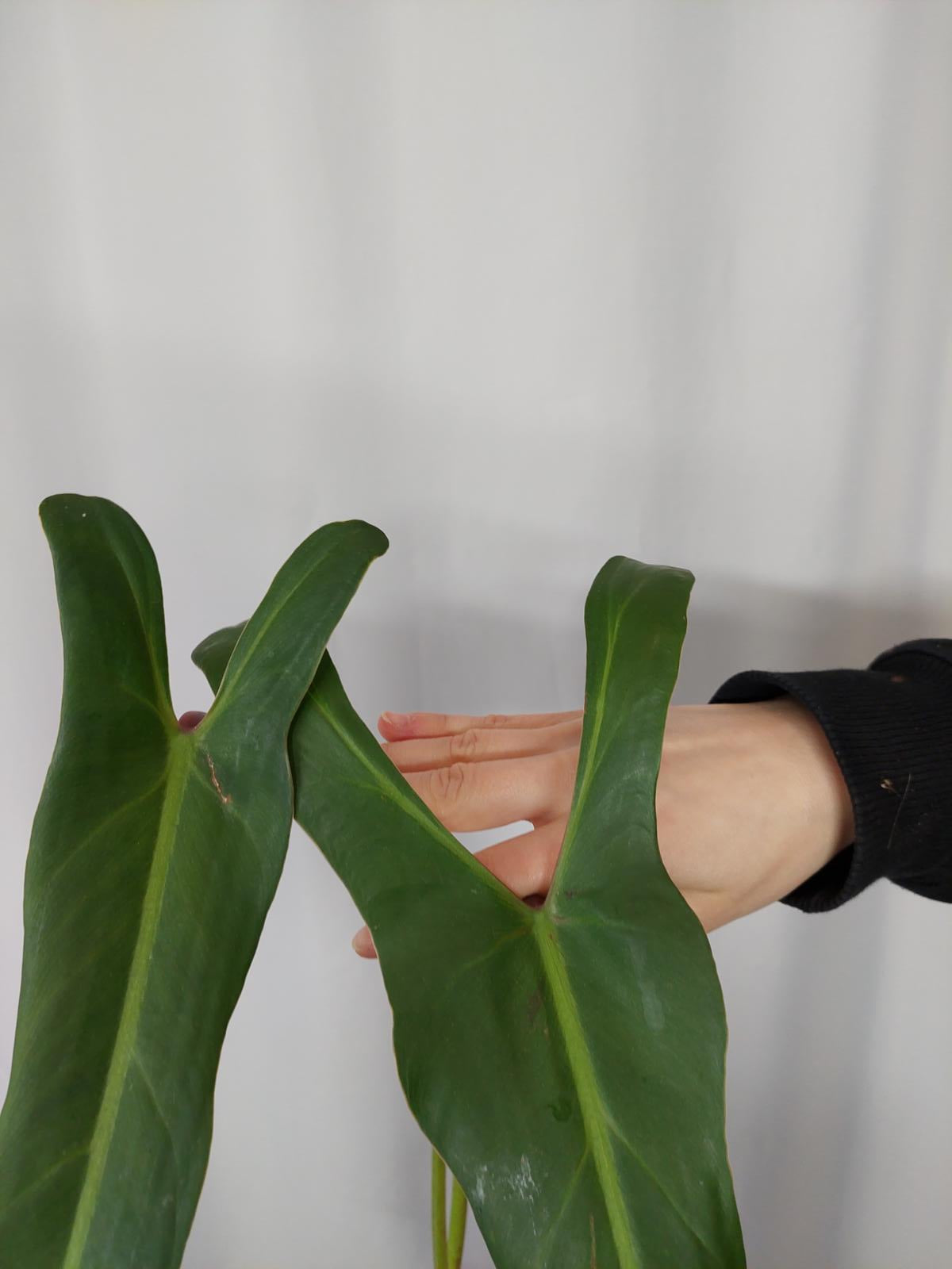 Philodendron Spiritus Sancti Steckling