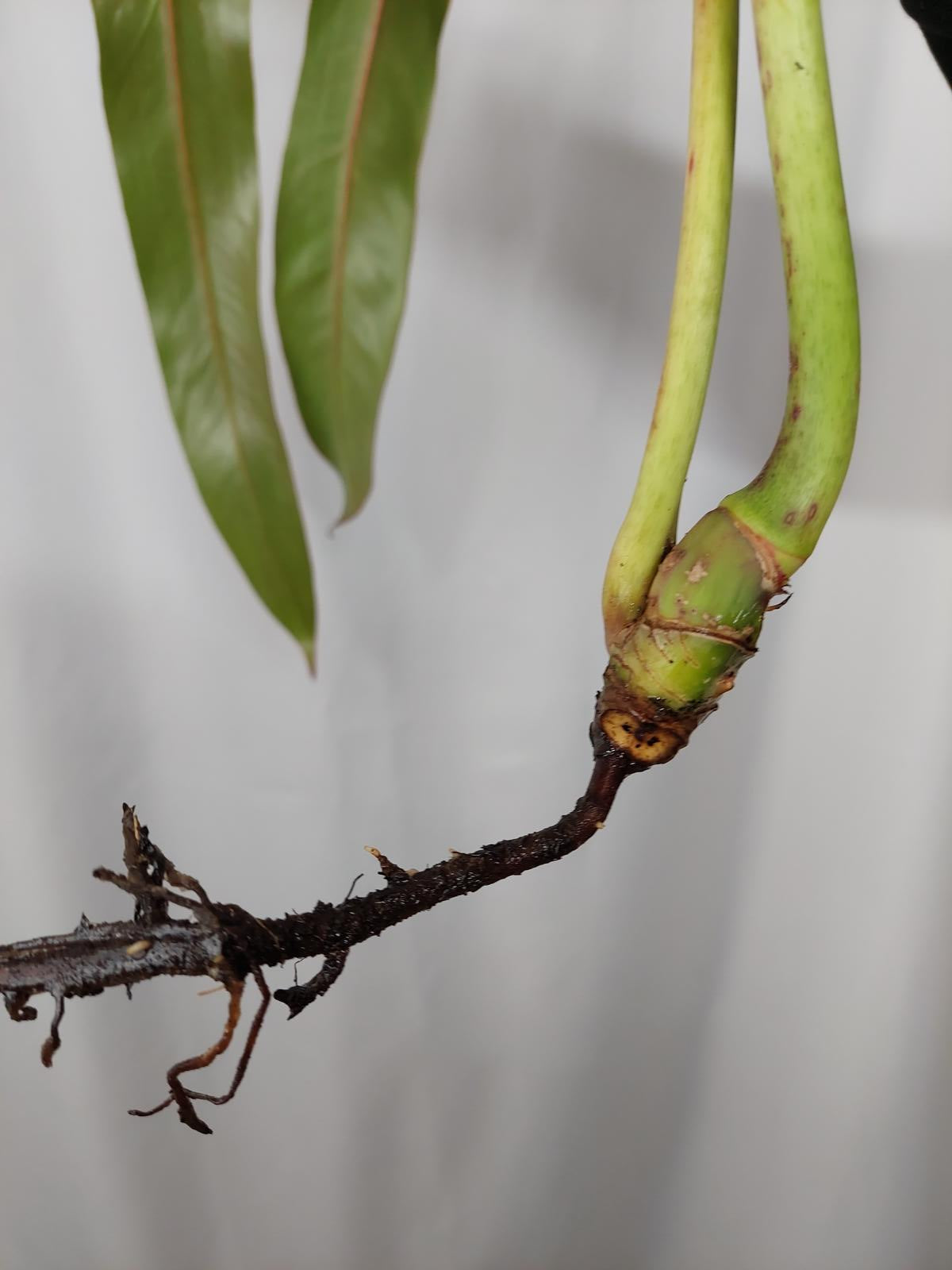 Philodendron Spiritus Sancti Steckling