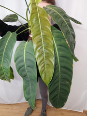 Philodendron Patriciae