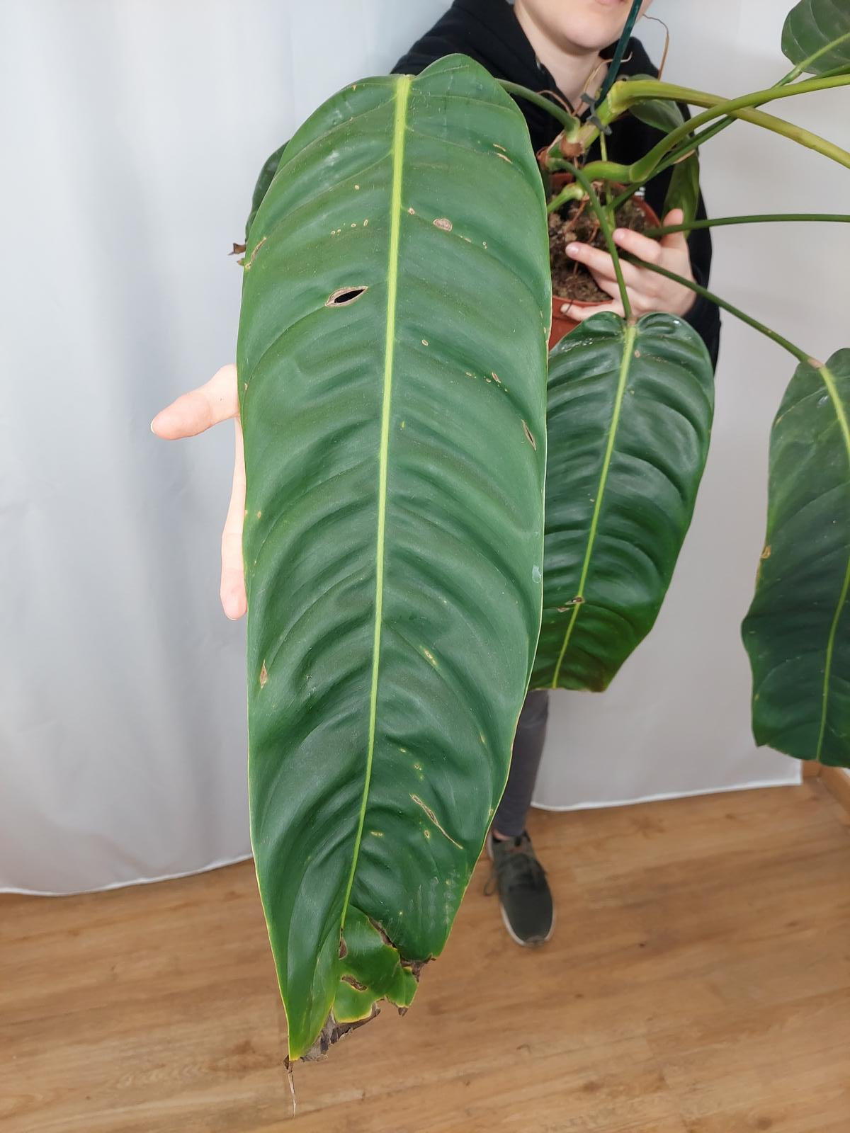 Philodendron Patriciae