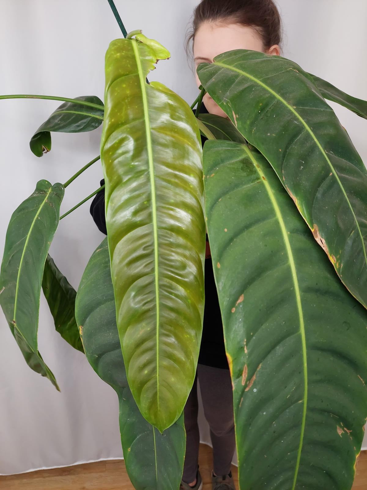 Philodendron Patriciae