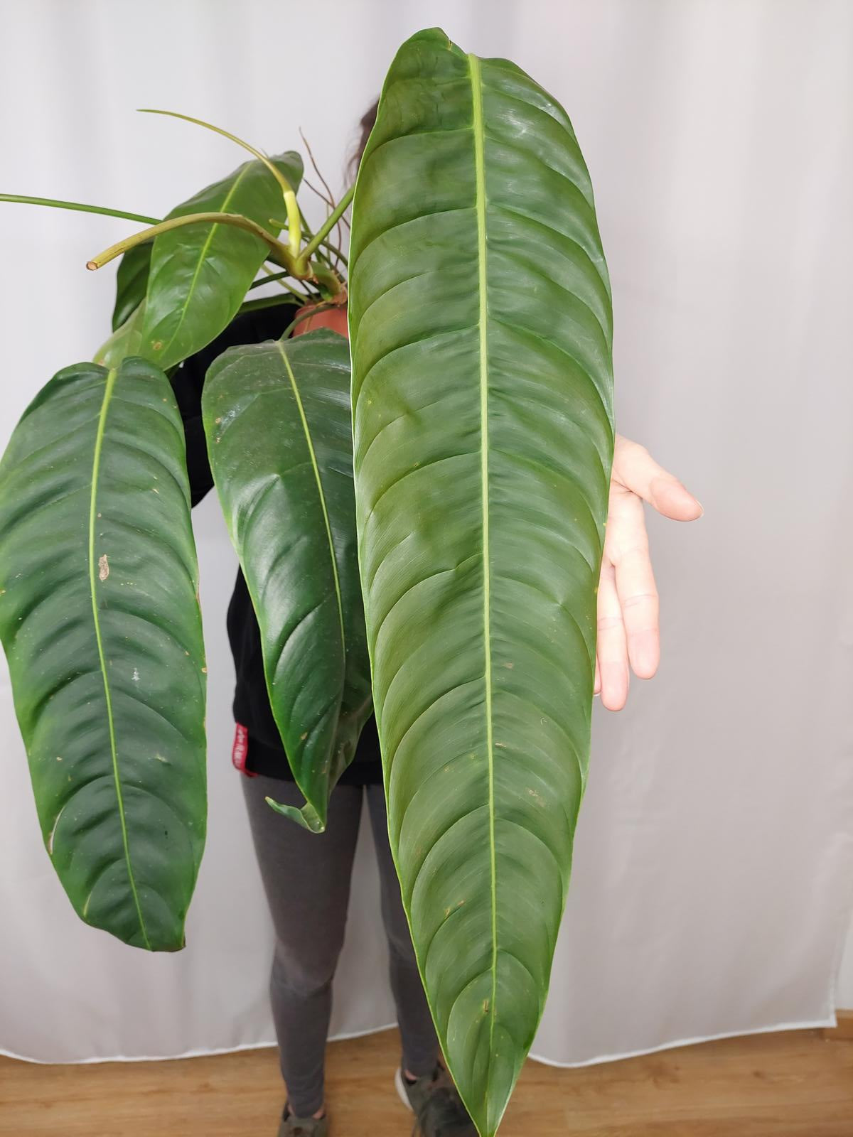 Philodendron Patriciae