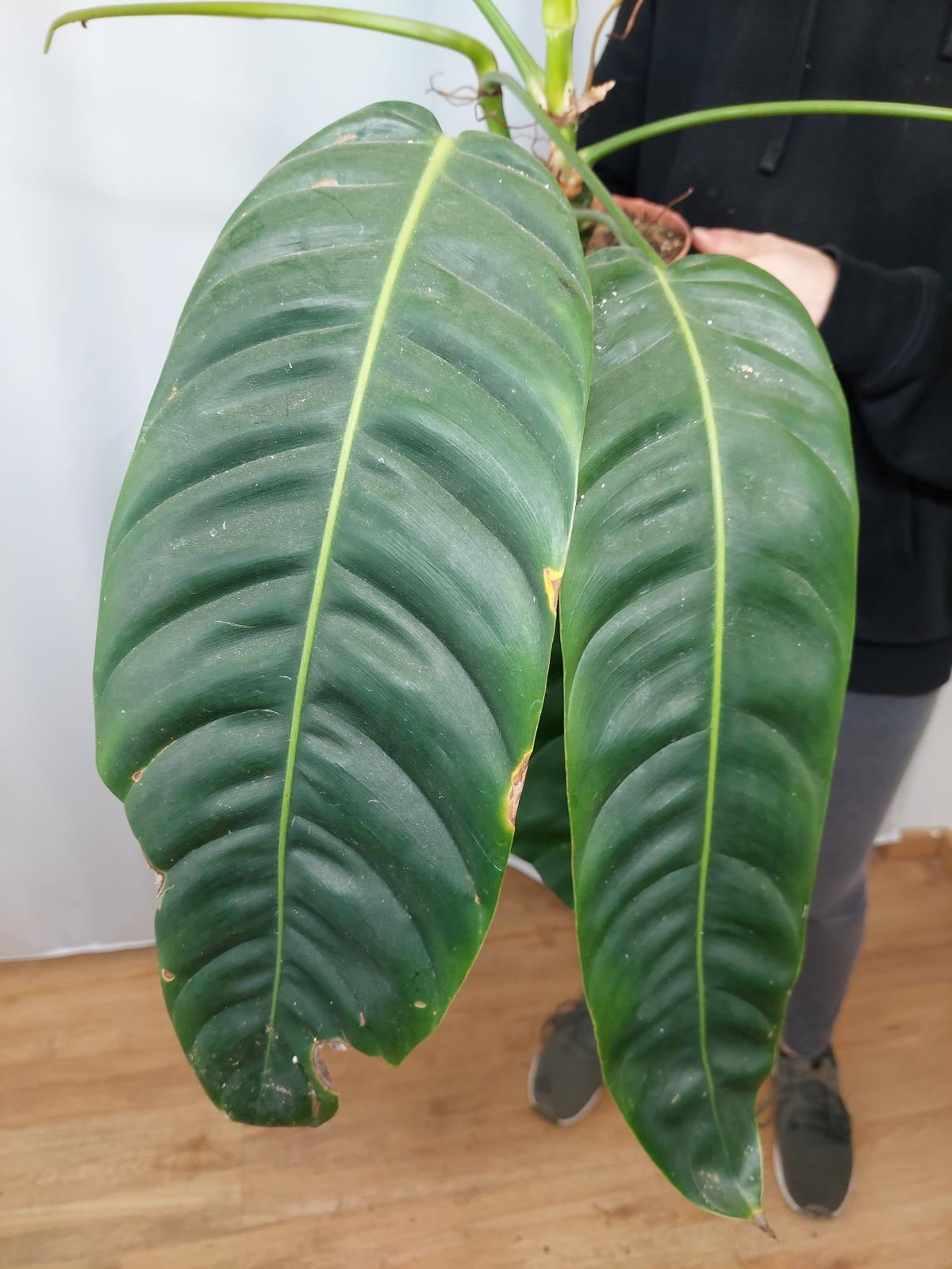 Philodendron Patriciae