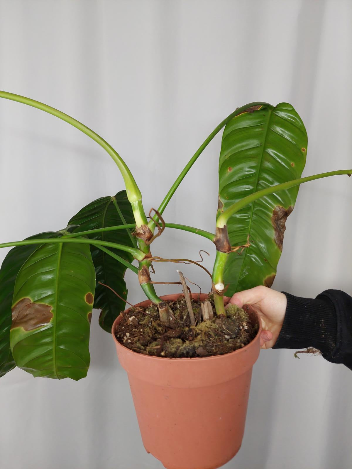 Philodendron Patriciae