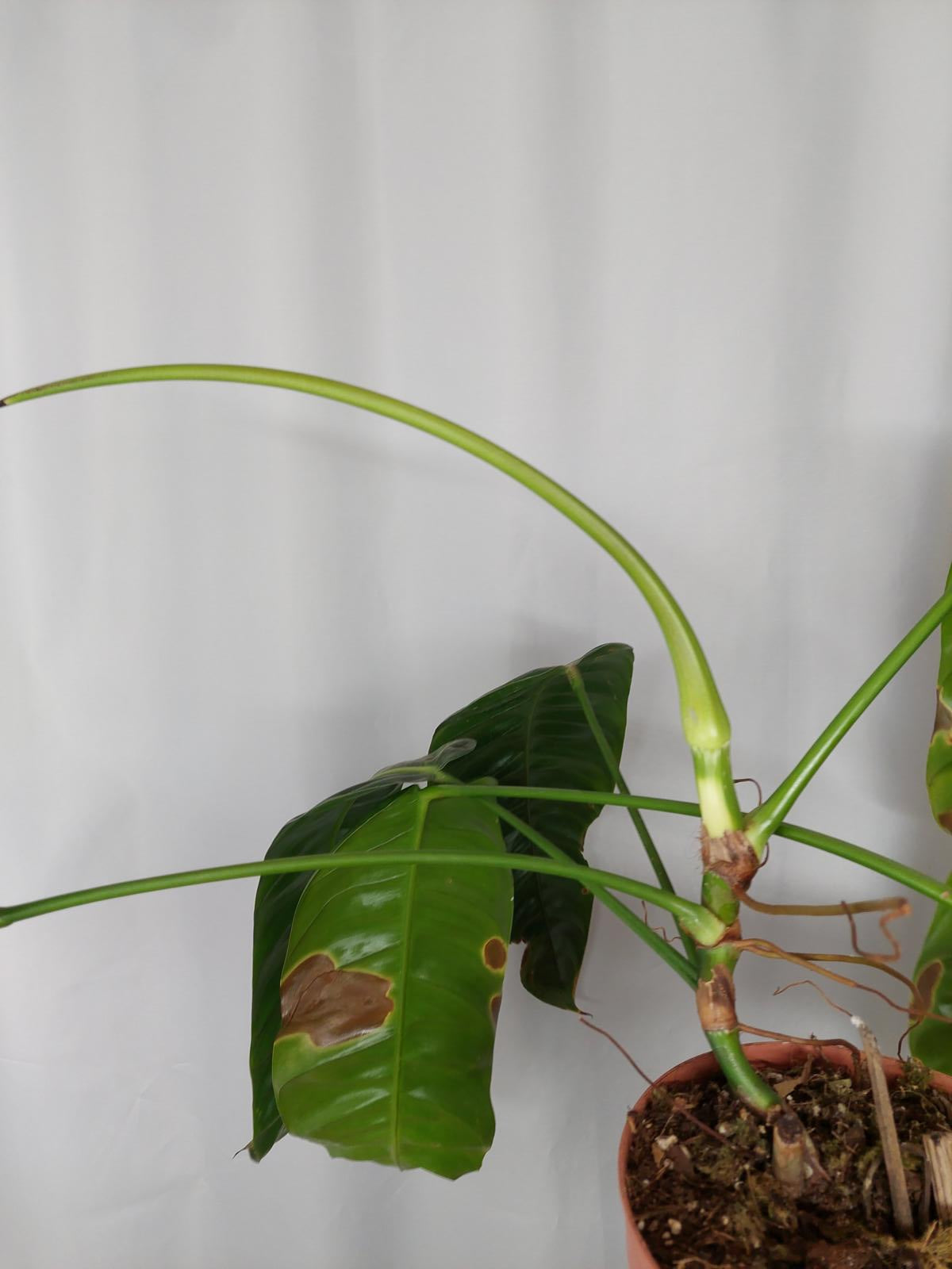 Philodendron Patriciae