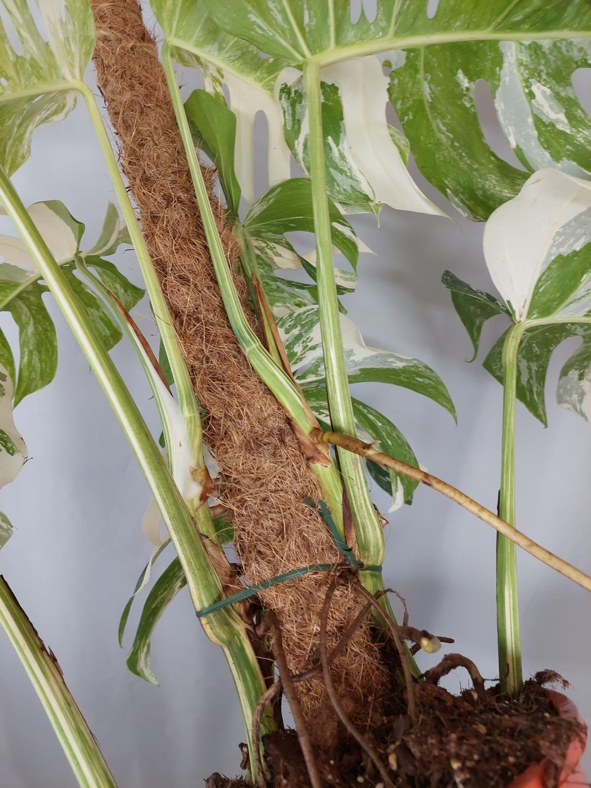 Monstera Variegata buschig