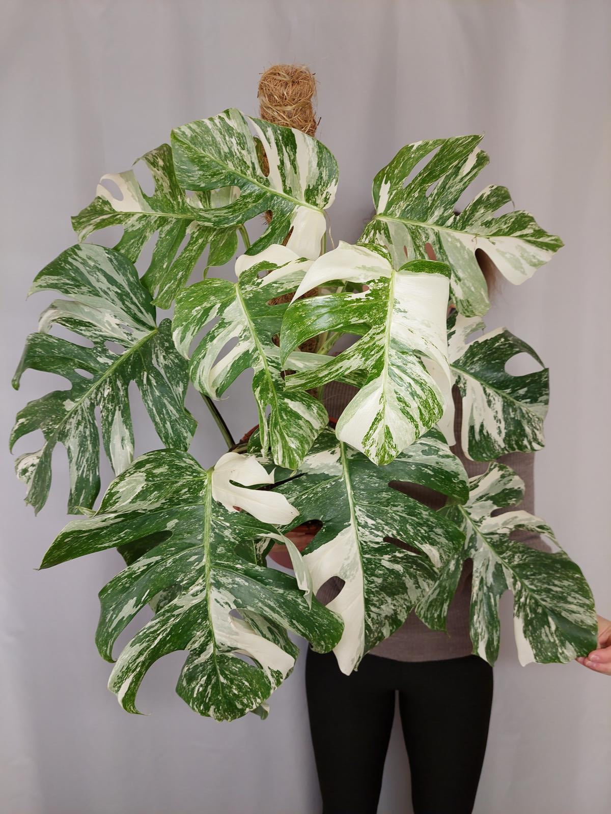 Monstera Variegata buschig