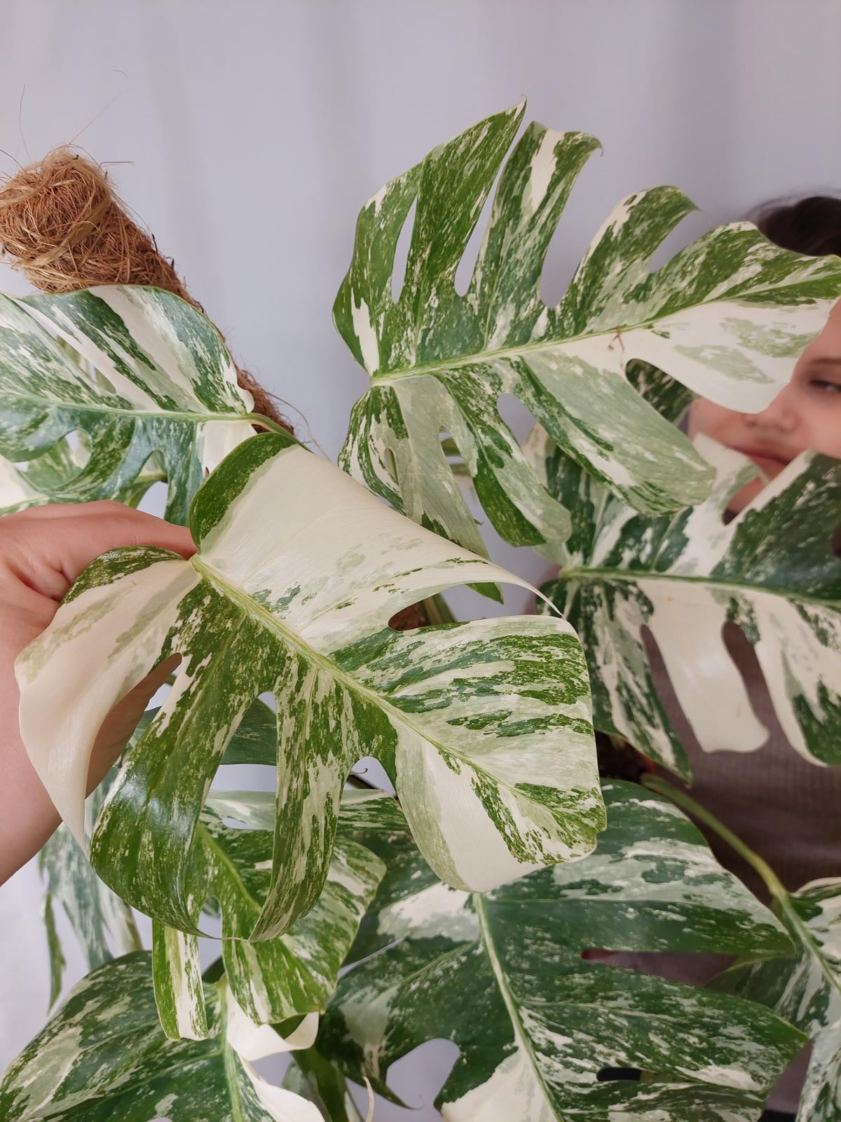 Monstera Variegata buschig