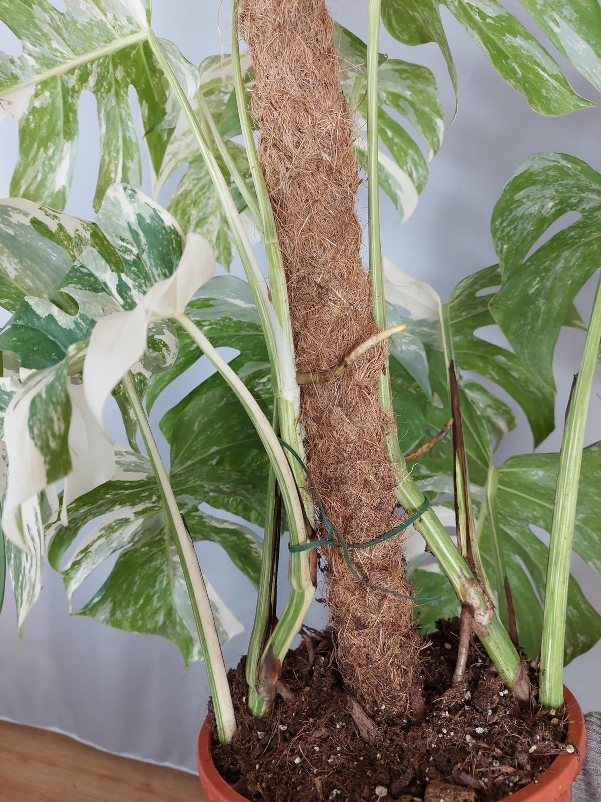 Monstera Variegata buschig