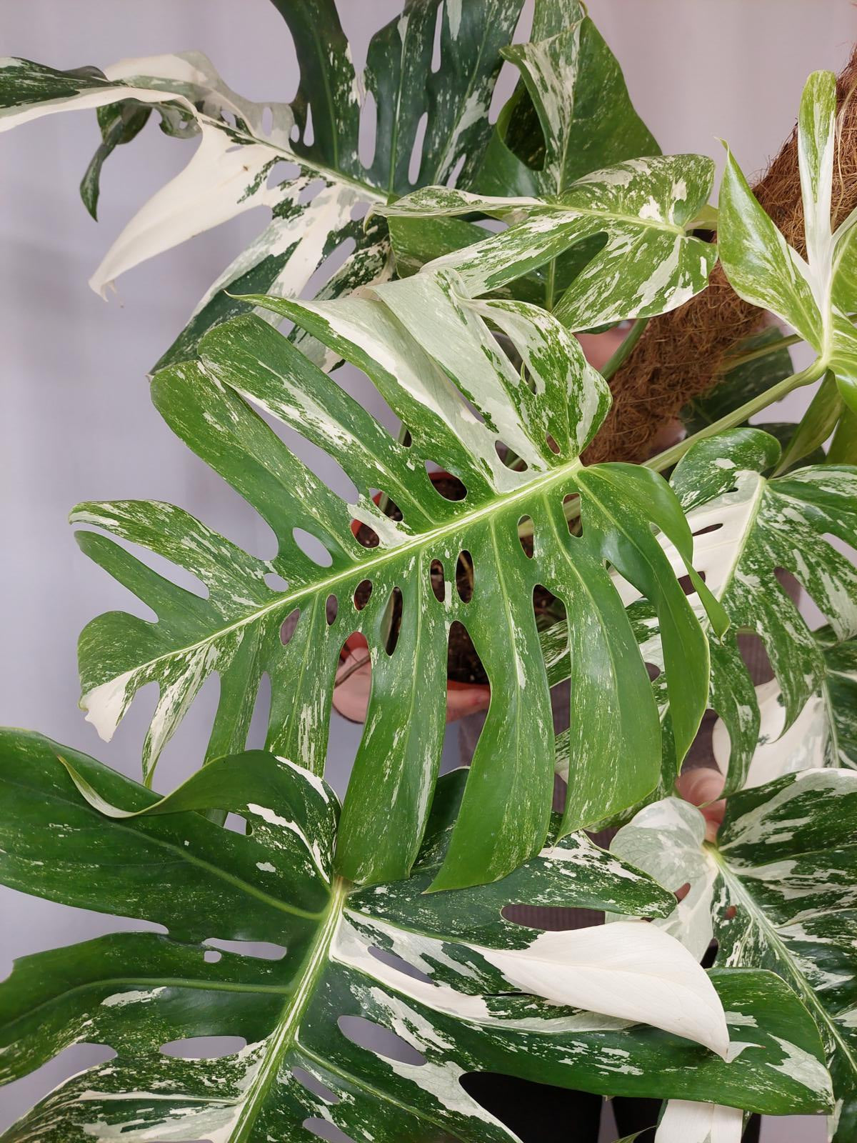 Monstera Variegata buschig