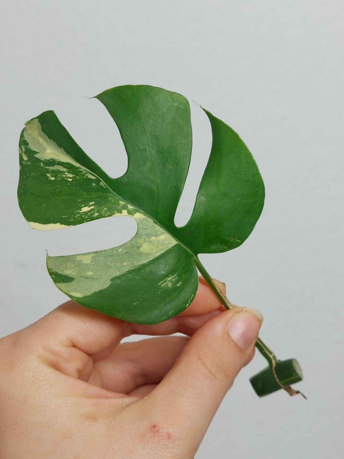 Monstera Minima / Raphidophora Tetrasperma Variegata Steckling