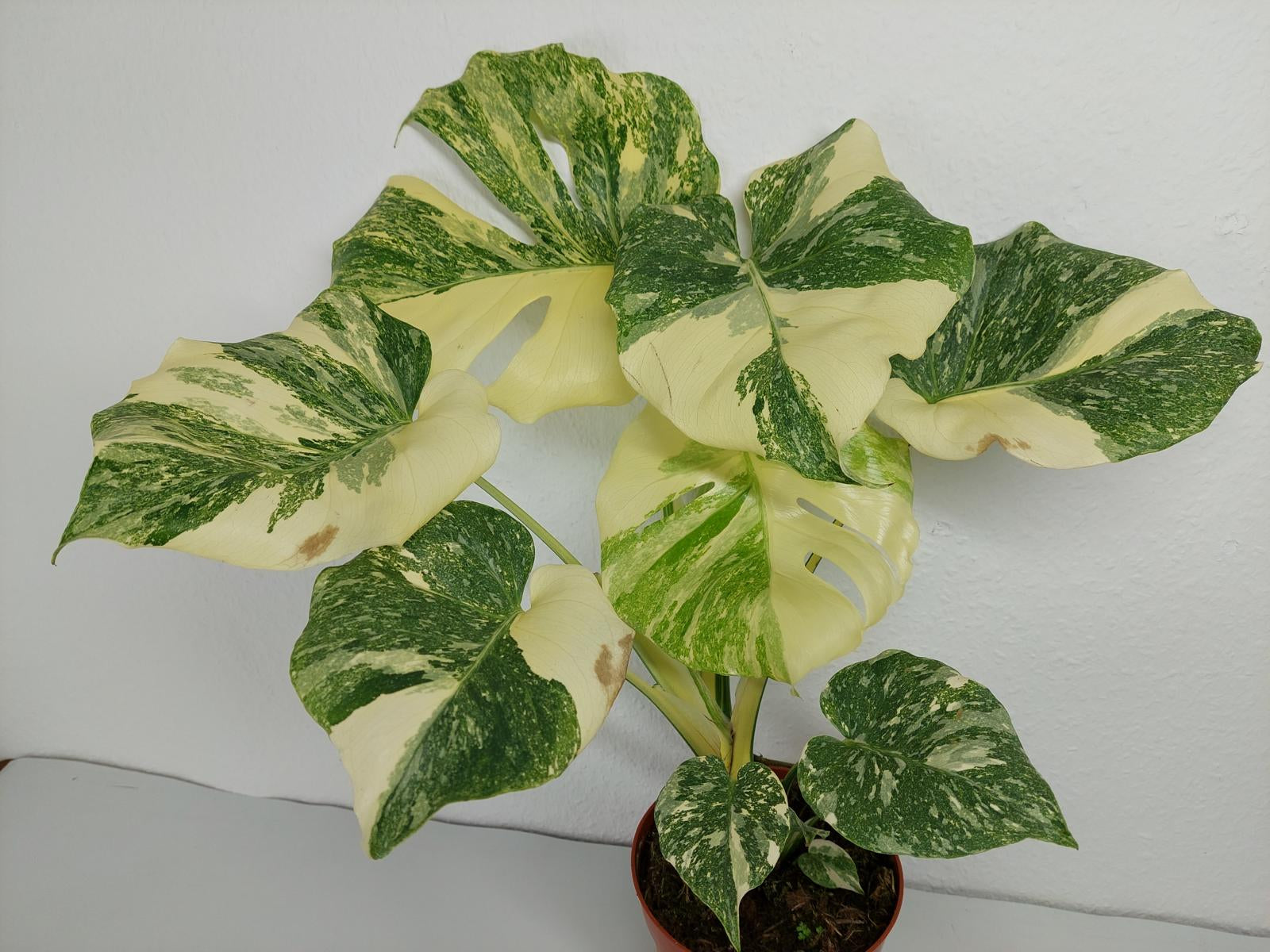 Monstera Thai Constellation Crème Brûlée