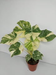 Monstera Thai Constellation Crème Brûlée