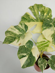 Monstera Thai Constellation Crème Brûlée