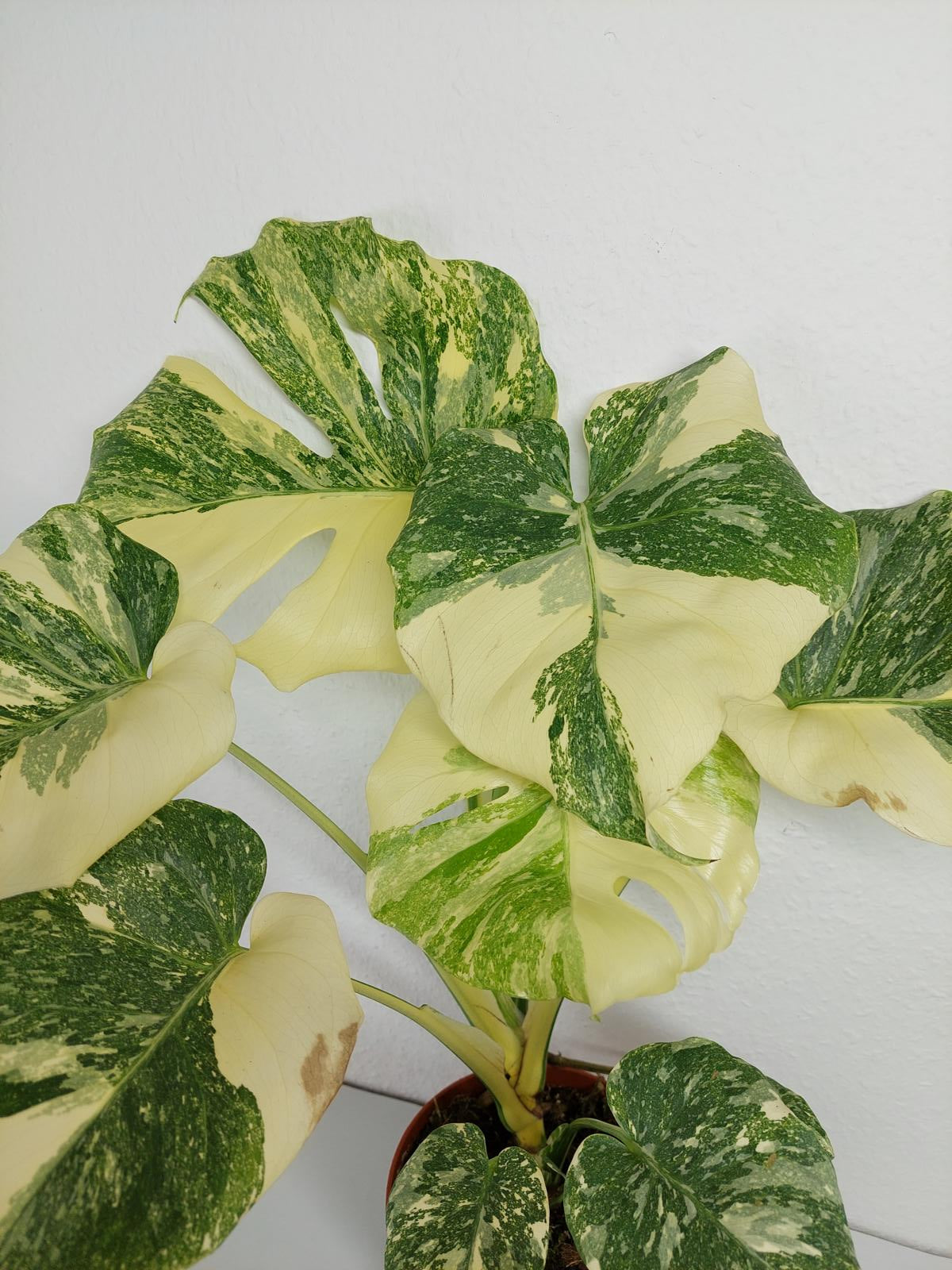 Monstera Thai Constellation Crème Brûlée