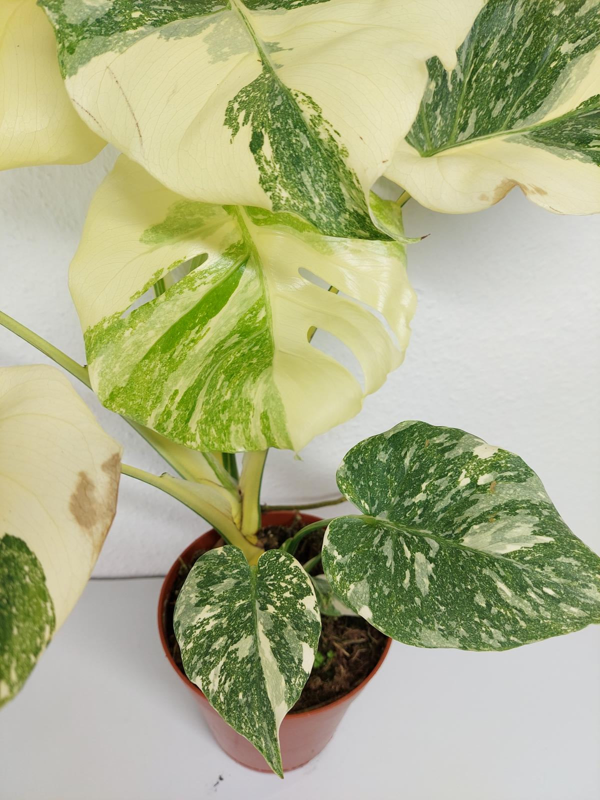 Monstera Thai Constellation Crème Brûlée